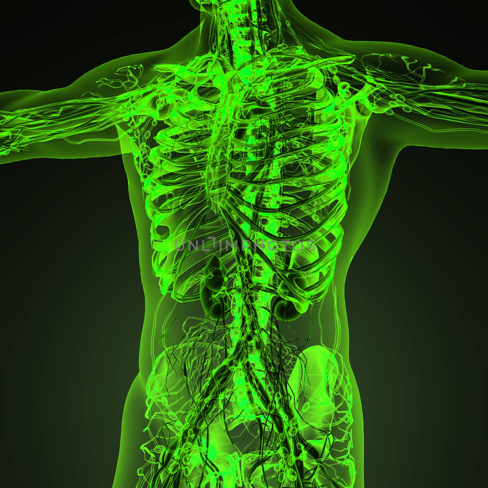 Human circulation cardiovascular system with bones in transparen by icetray