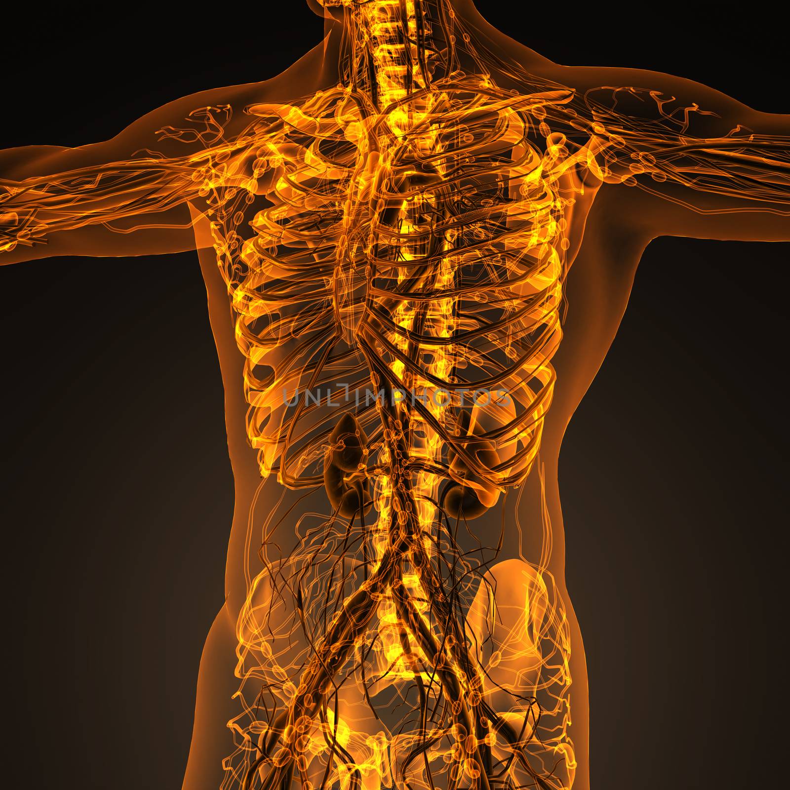 Human circulation cardiovascular system with bones in transparen by icetray