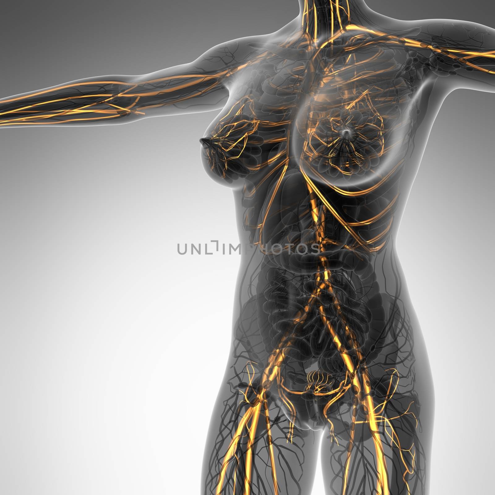 science anatomy of human body in x-ray with glow blood vessels