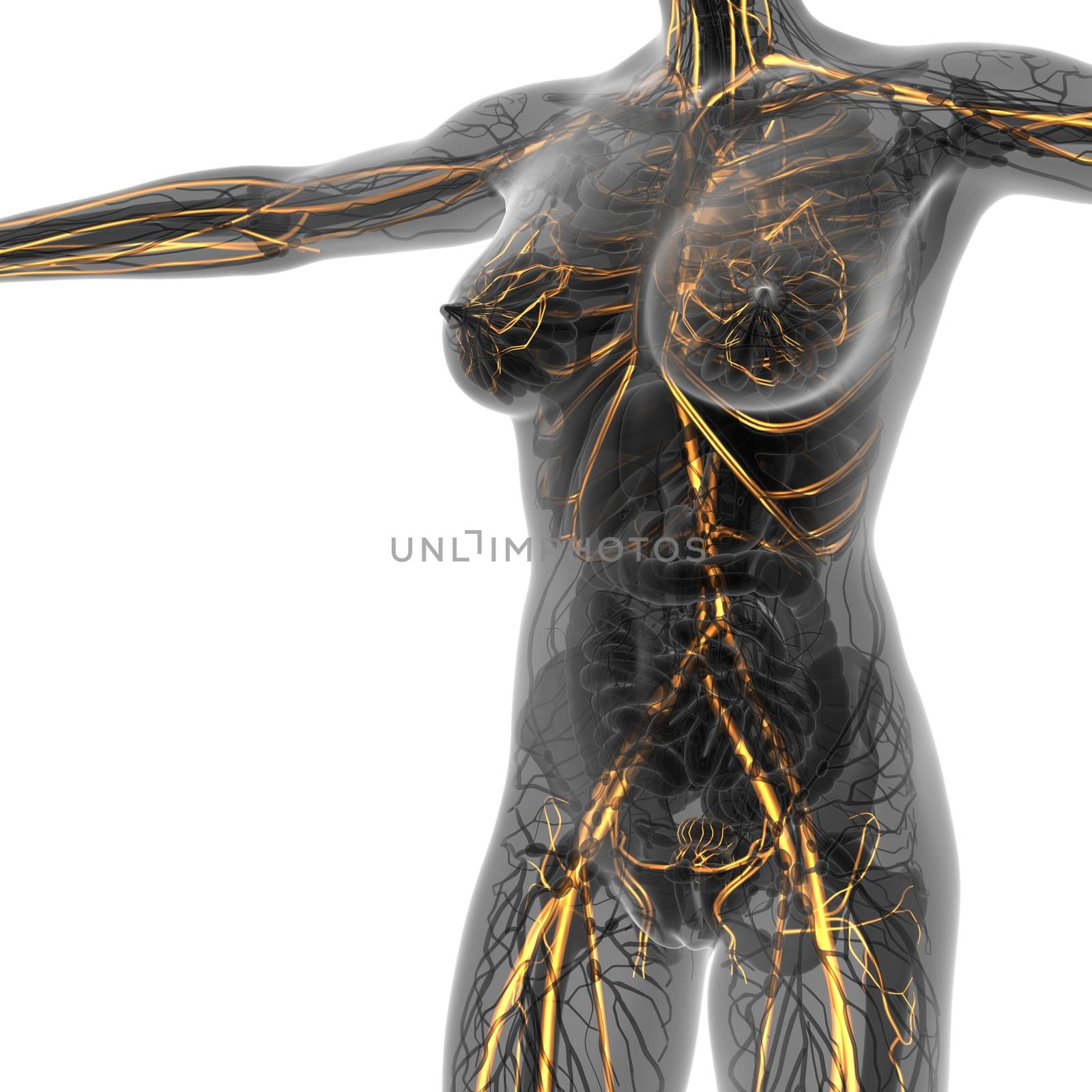 science anatomy of human body in x-ray with glow blood vessels by icetray