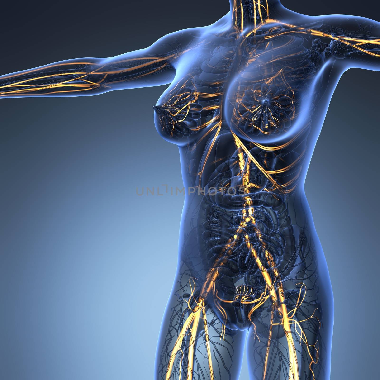 science anatomy of human body in x-ray with glow blood vessels by icetray