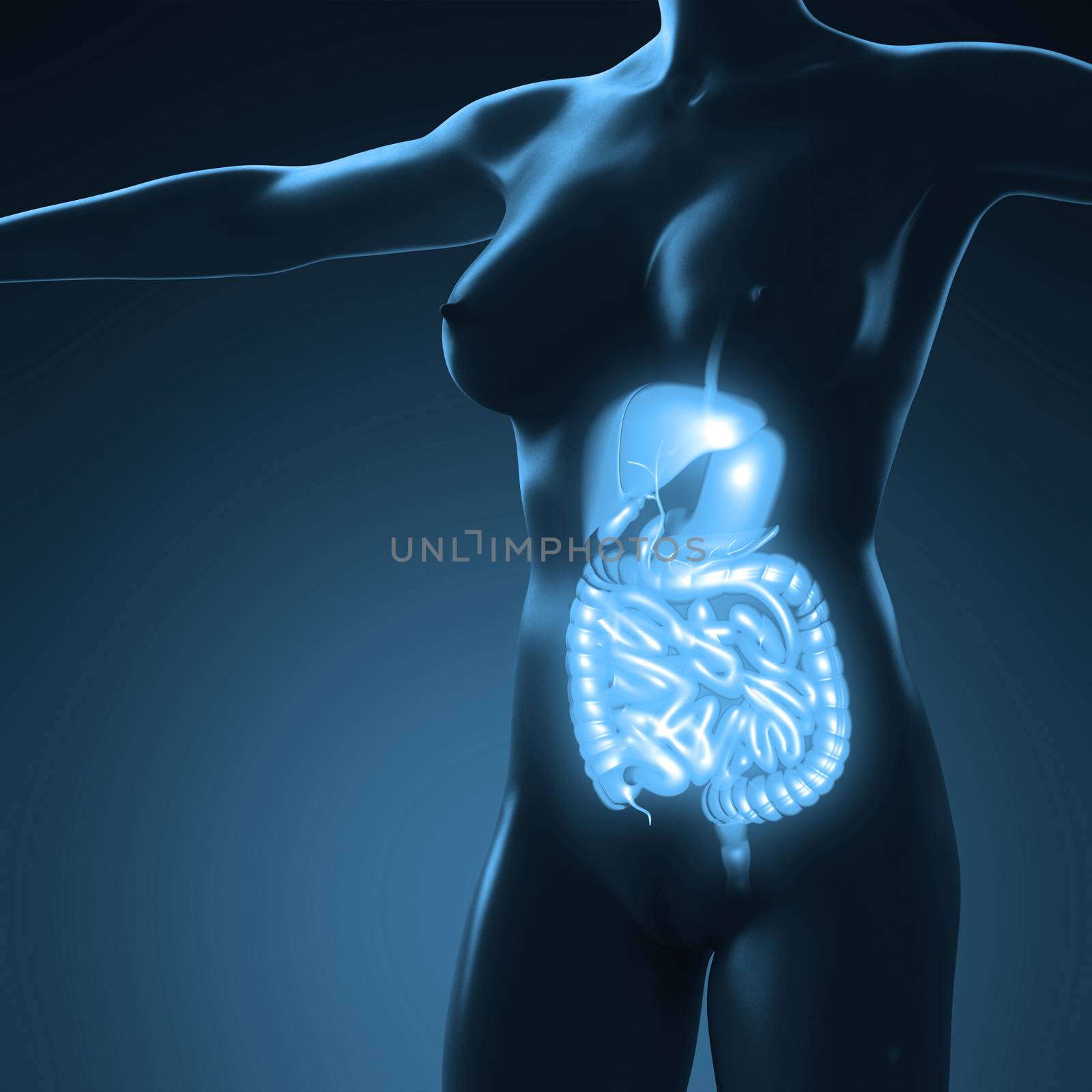 science anatomy of human body with glow digestive system by icetray