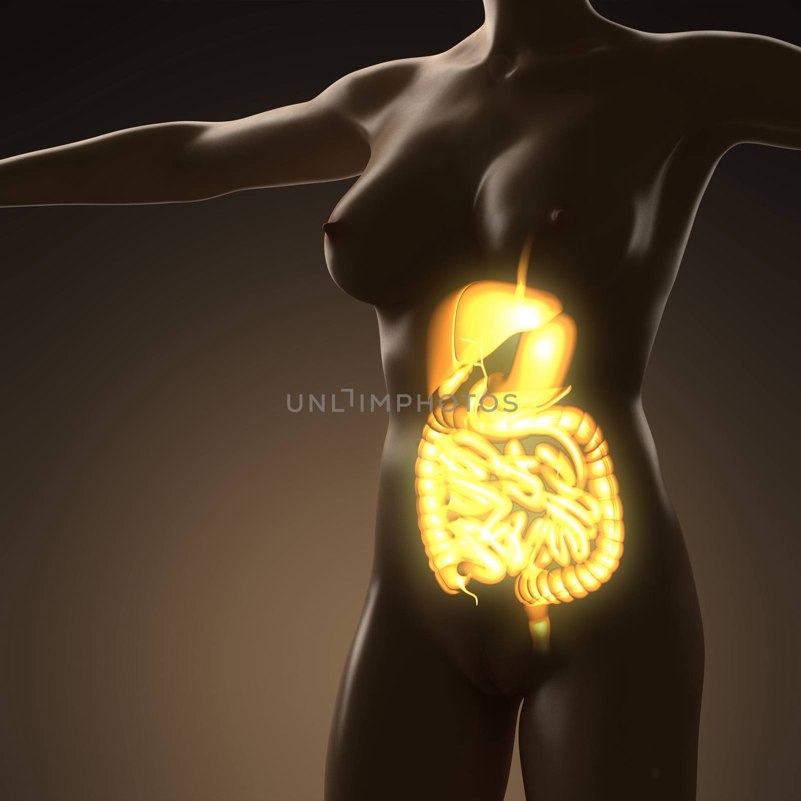 science anatomy of human body with glow digestive system by icetray