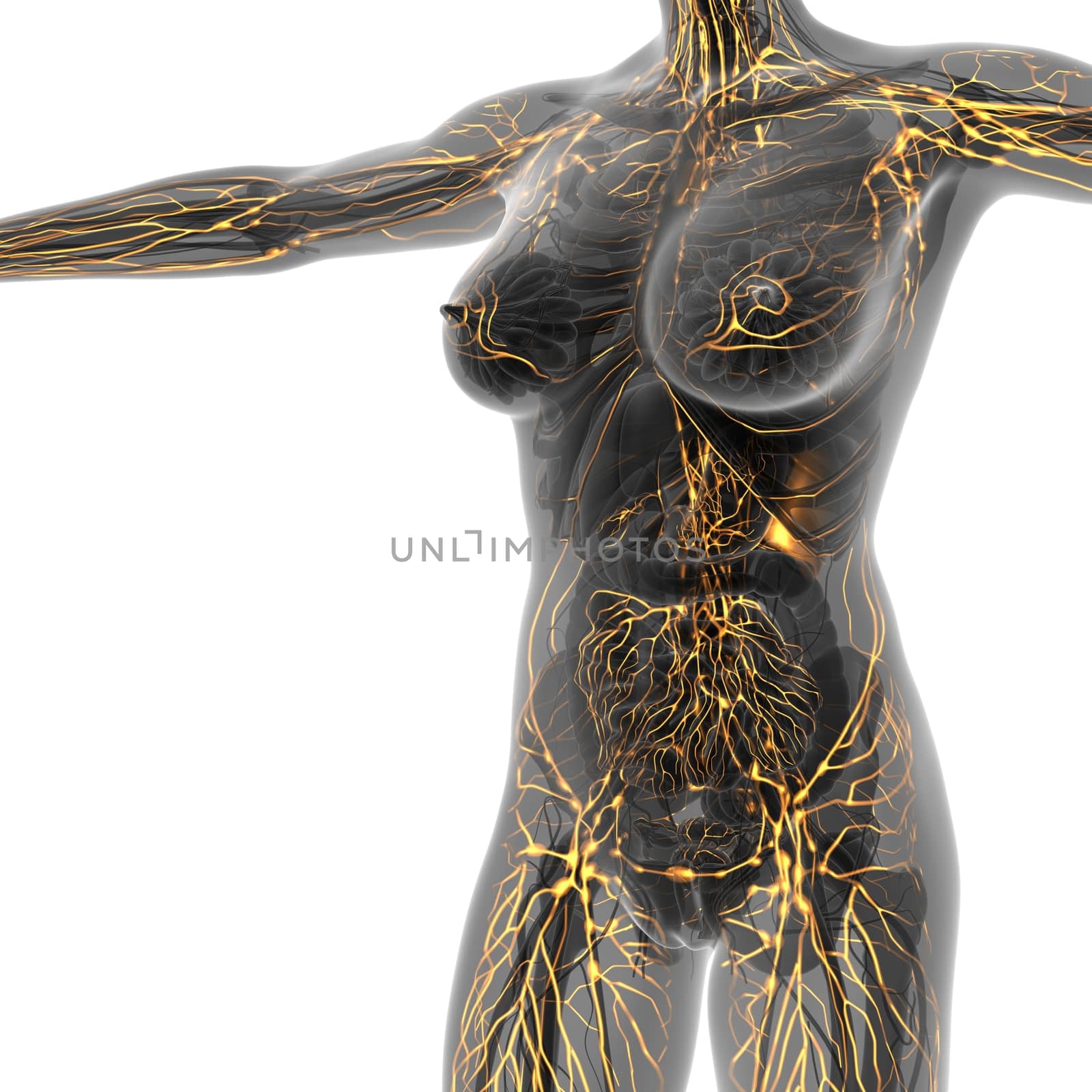 Human limphatic system with bones in transparent body