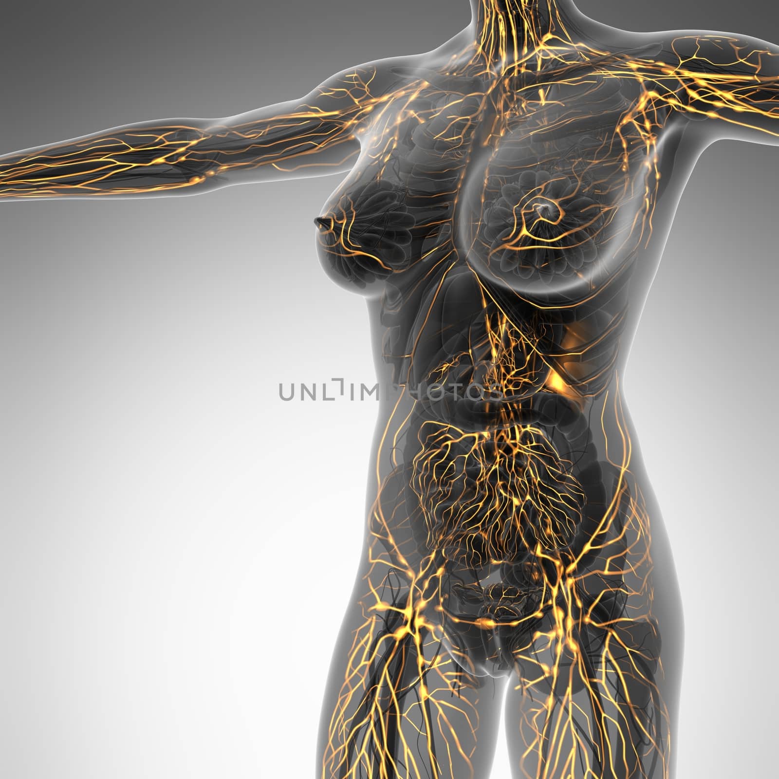 Human limphatic system with bones in transparent body by icetray