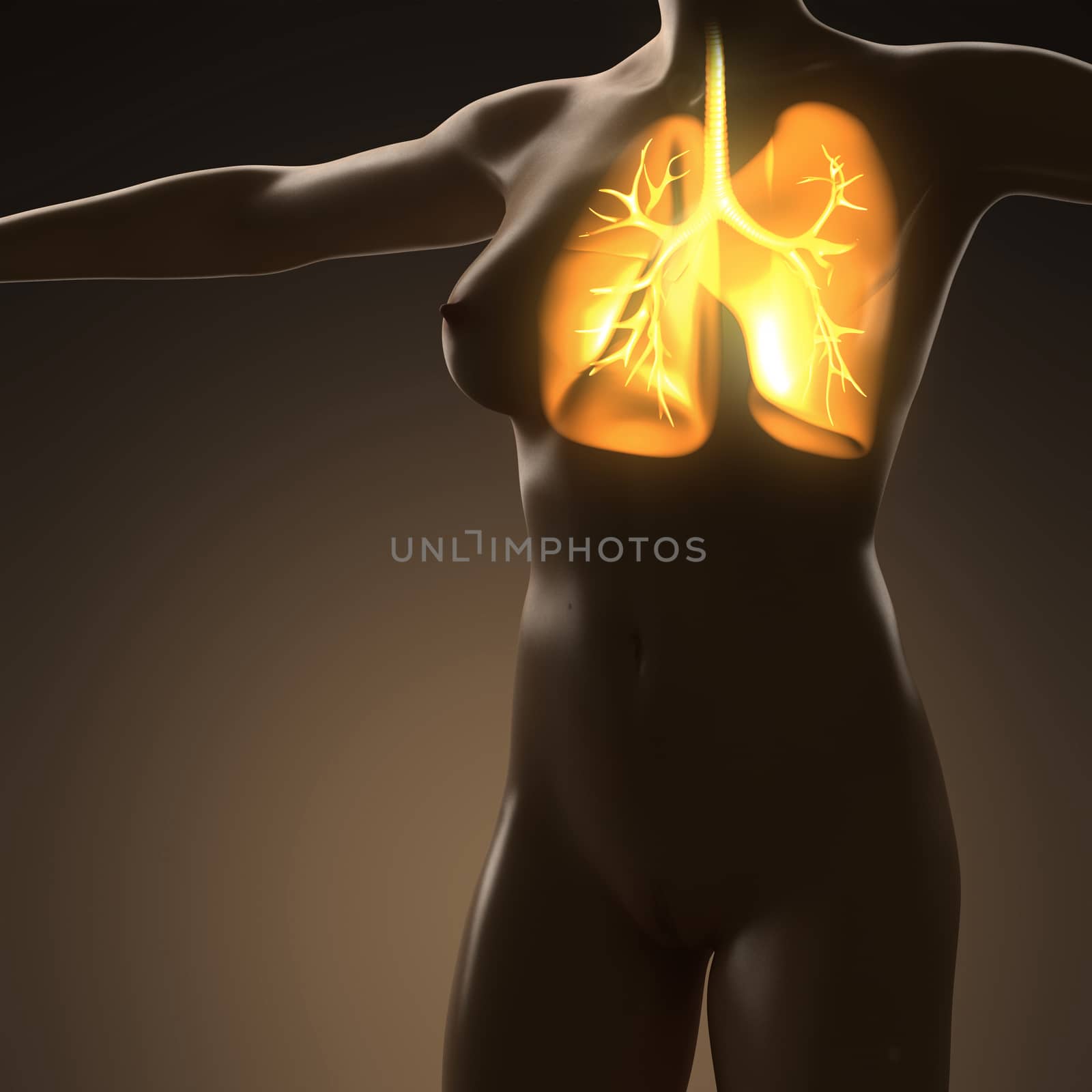 science anatomy of human body with glow lungs