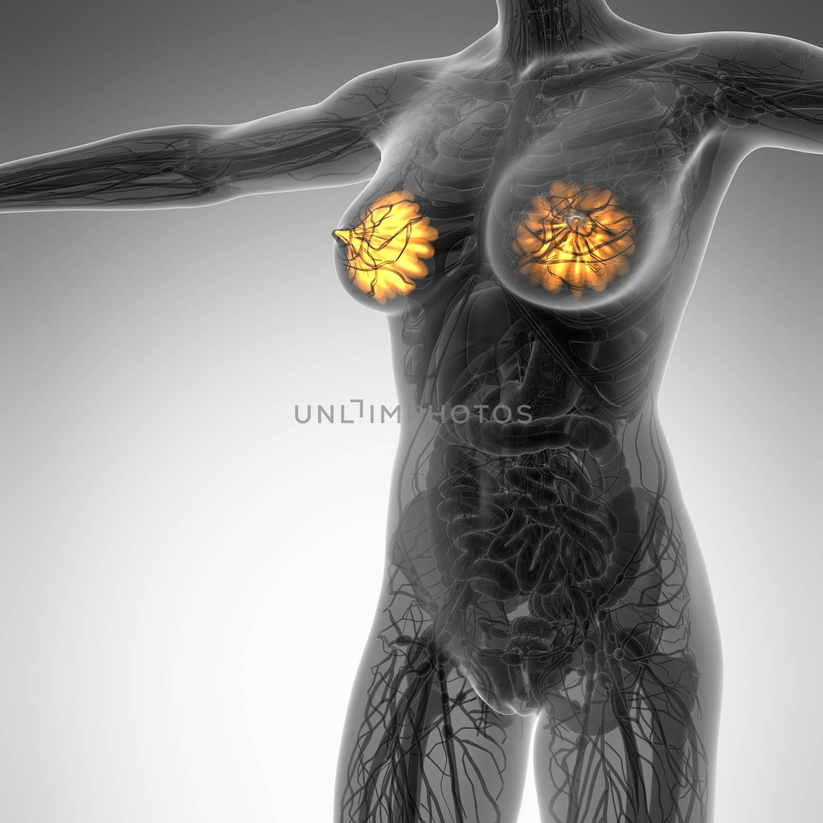 science anatomy of human body in x-ray with glow mammary gland
