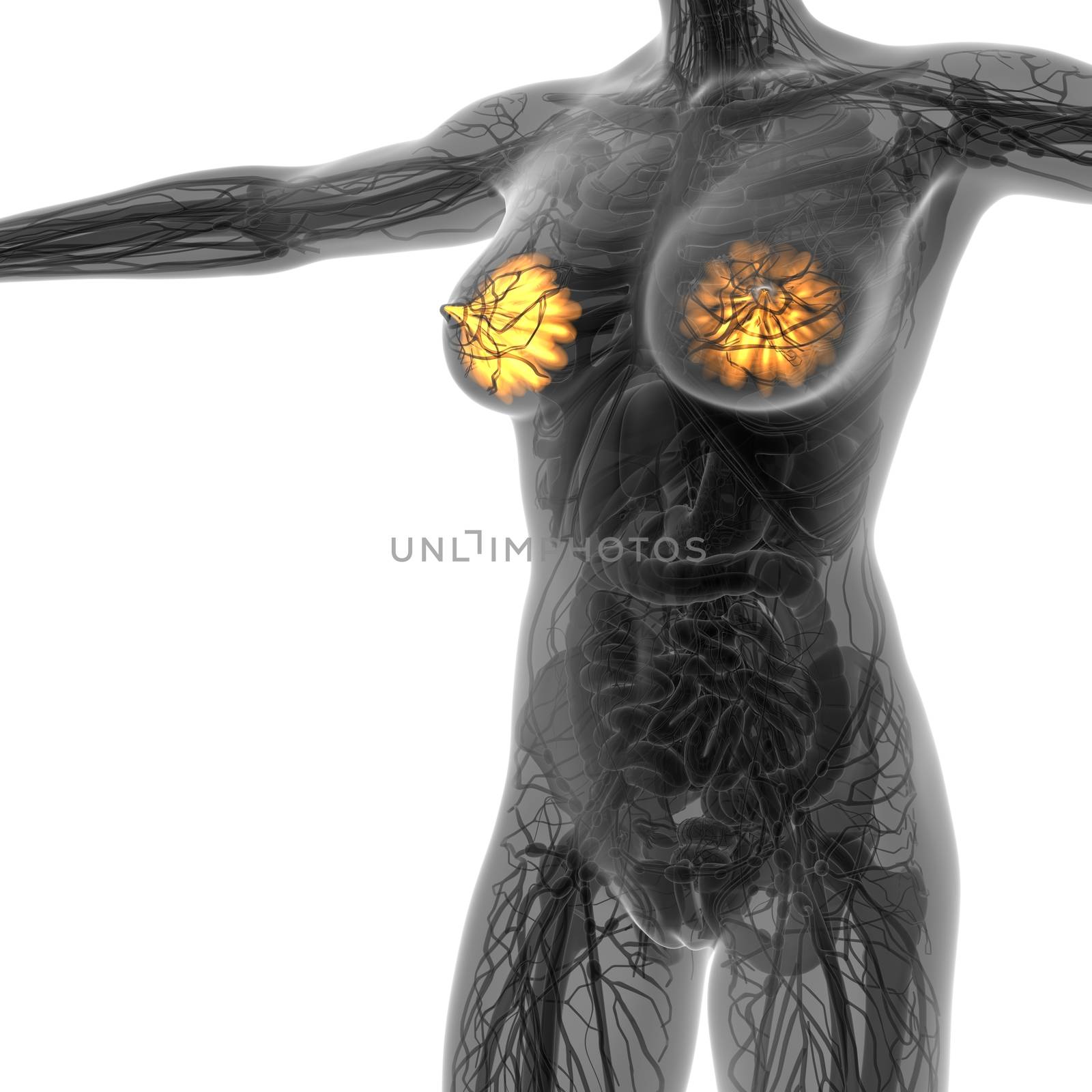 science anatomy of human body in x-ray with glow mammary gland