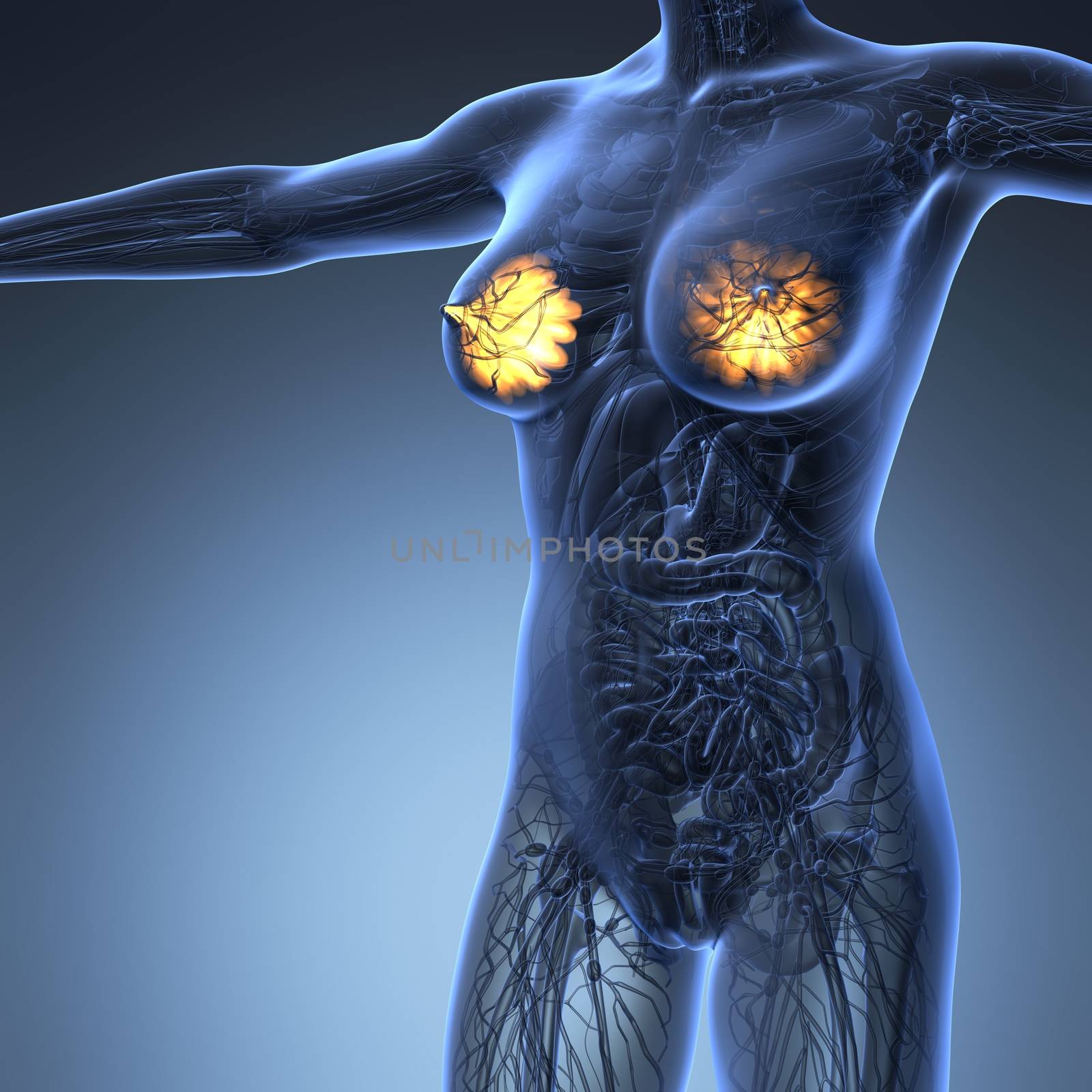 science anatomy of human body in x-ray with glow mammary gland