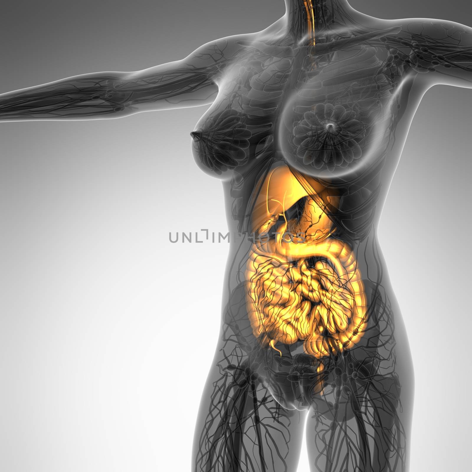 science anatomy of human body in x-ray with glow digestive syste by icetray