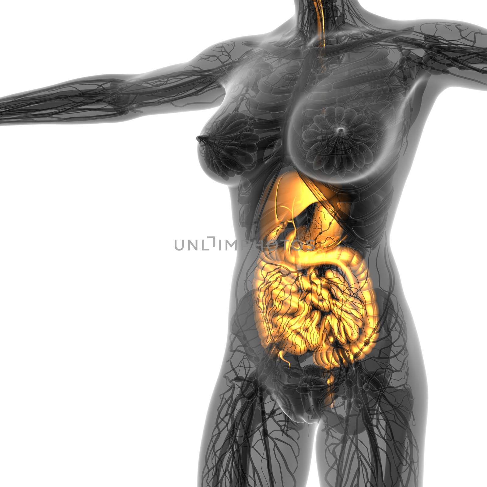 science anatomy of human body in x-ray with glow digestive syste by icetray