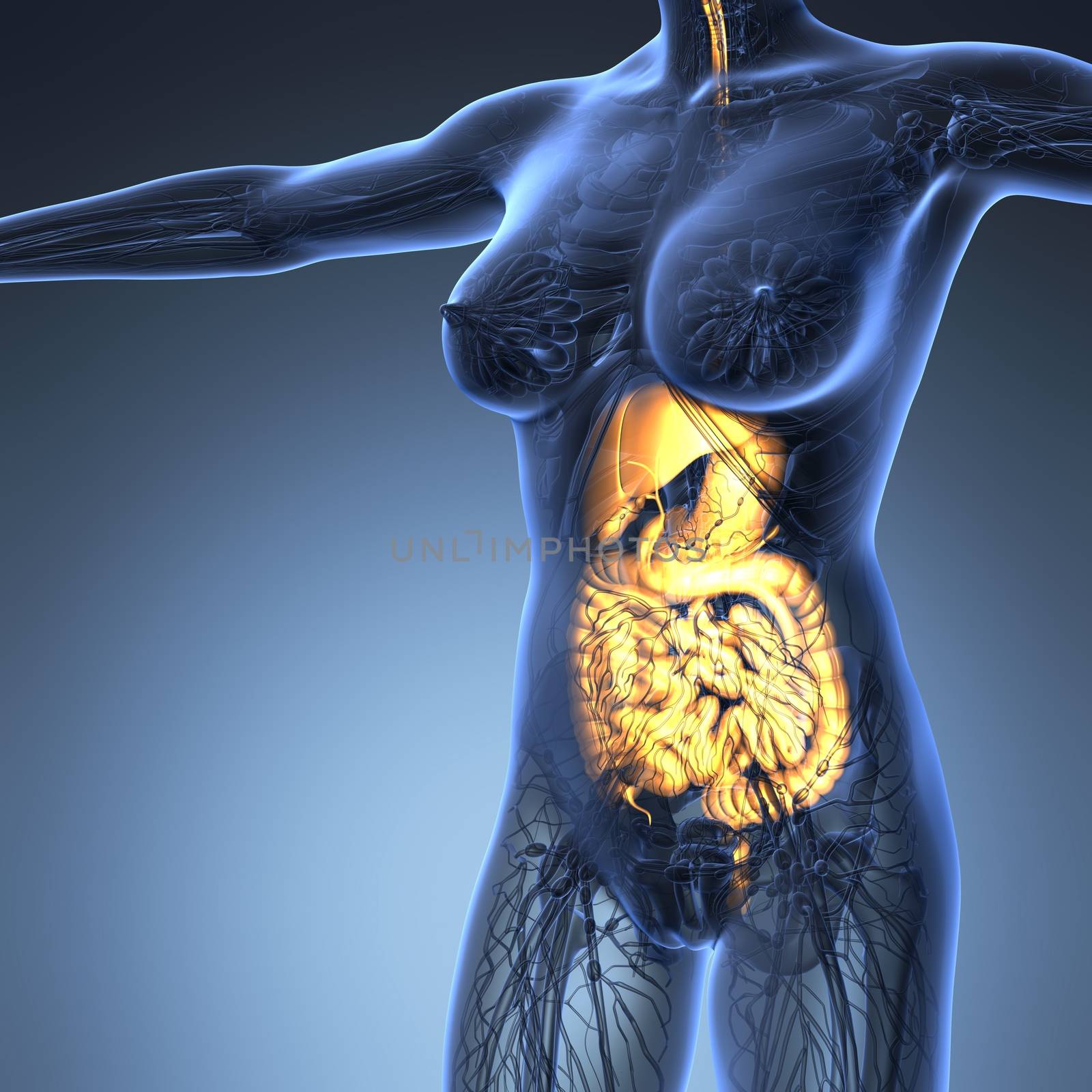 science anatomy of human body in x-ray with glow digestive system