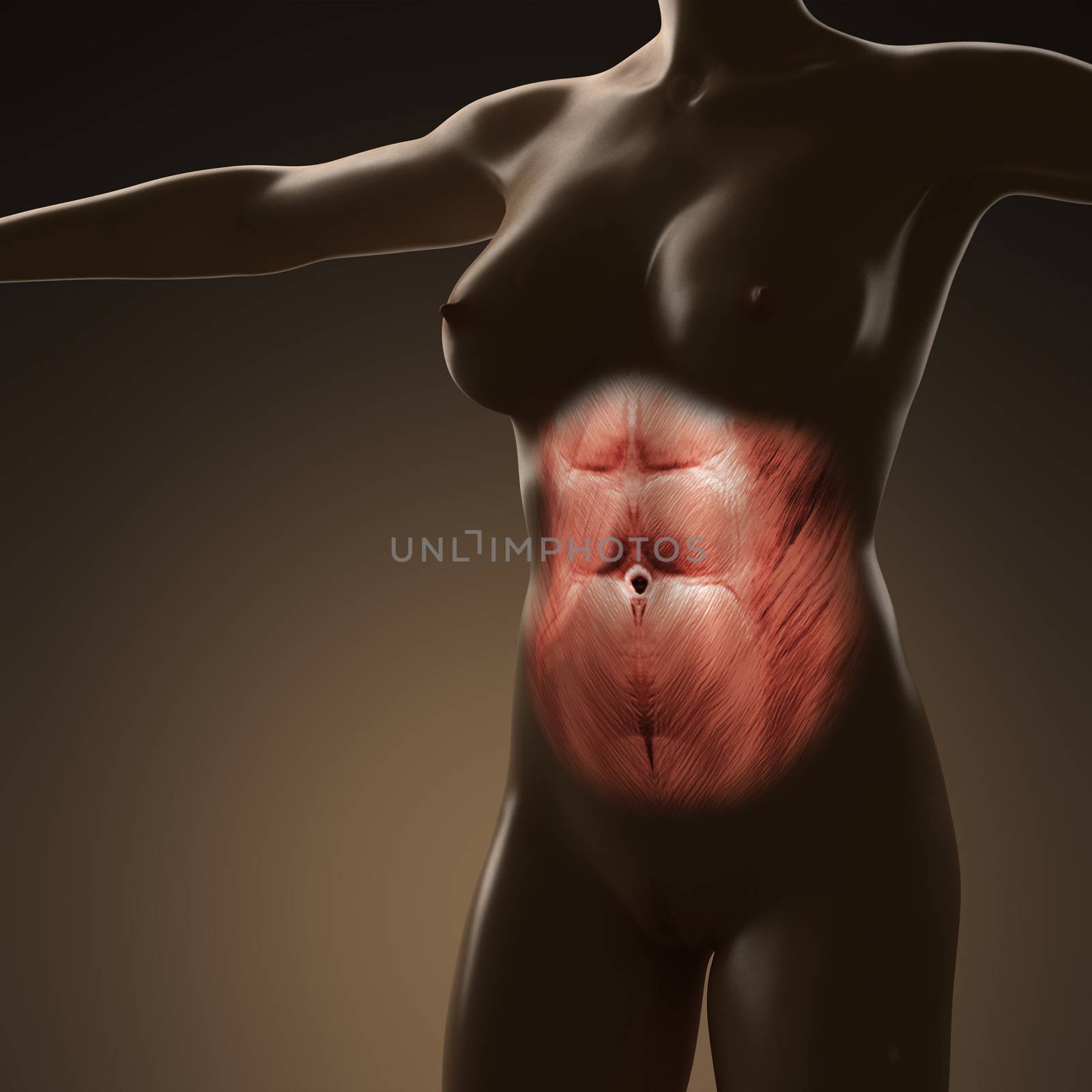 science anatomy of human body with glow rectus abdominis by icetray