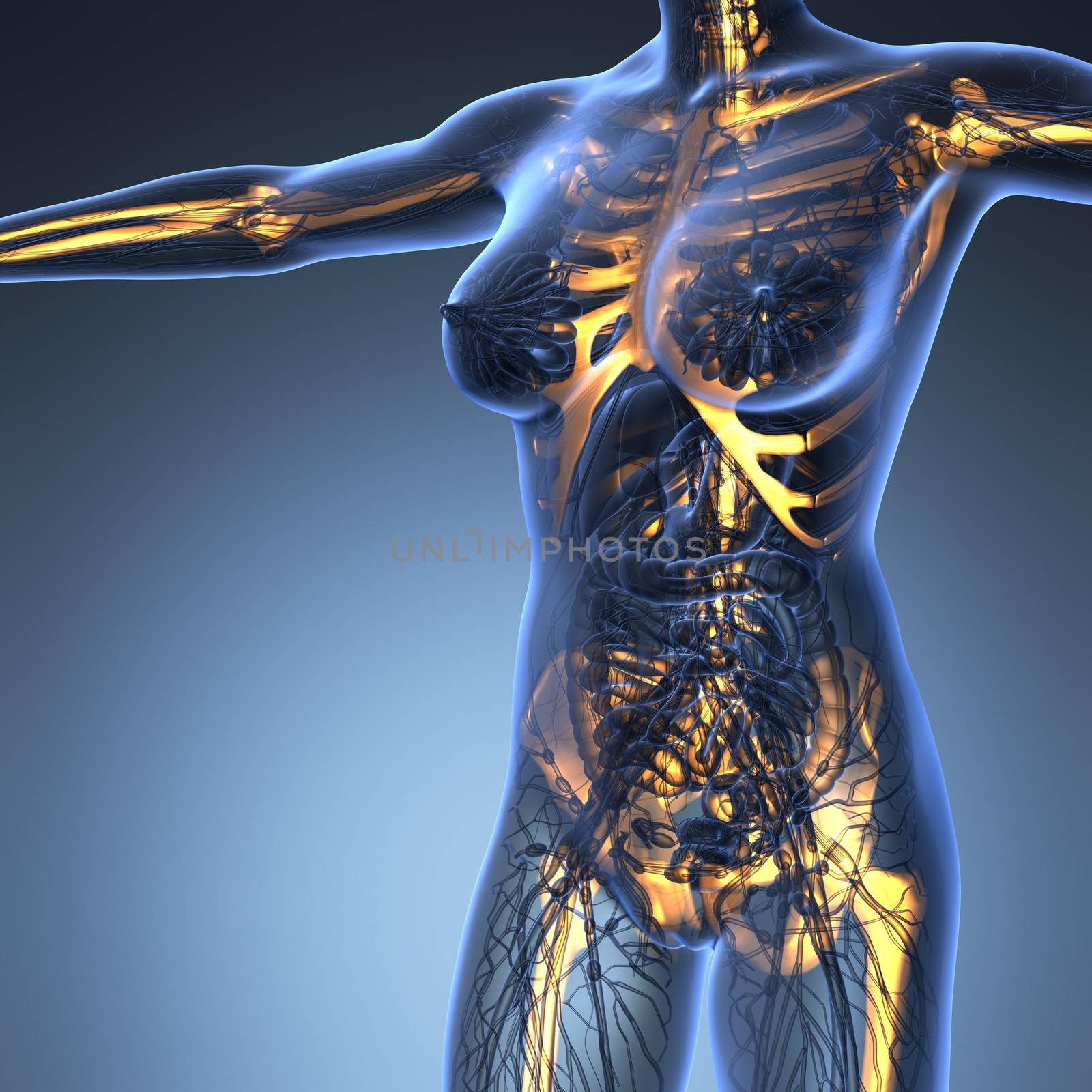 science anatomy of human body in x-ray with glow skeleton bones