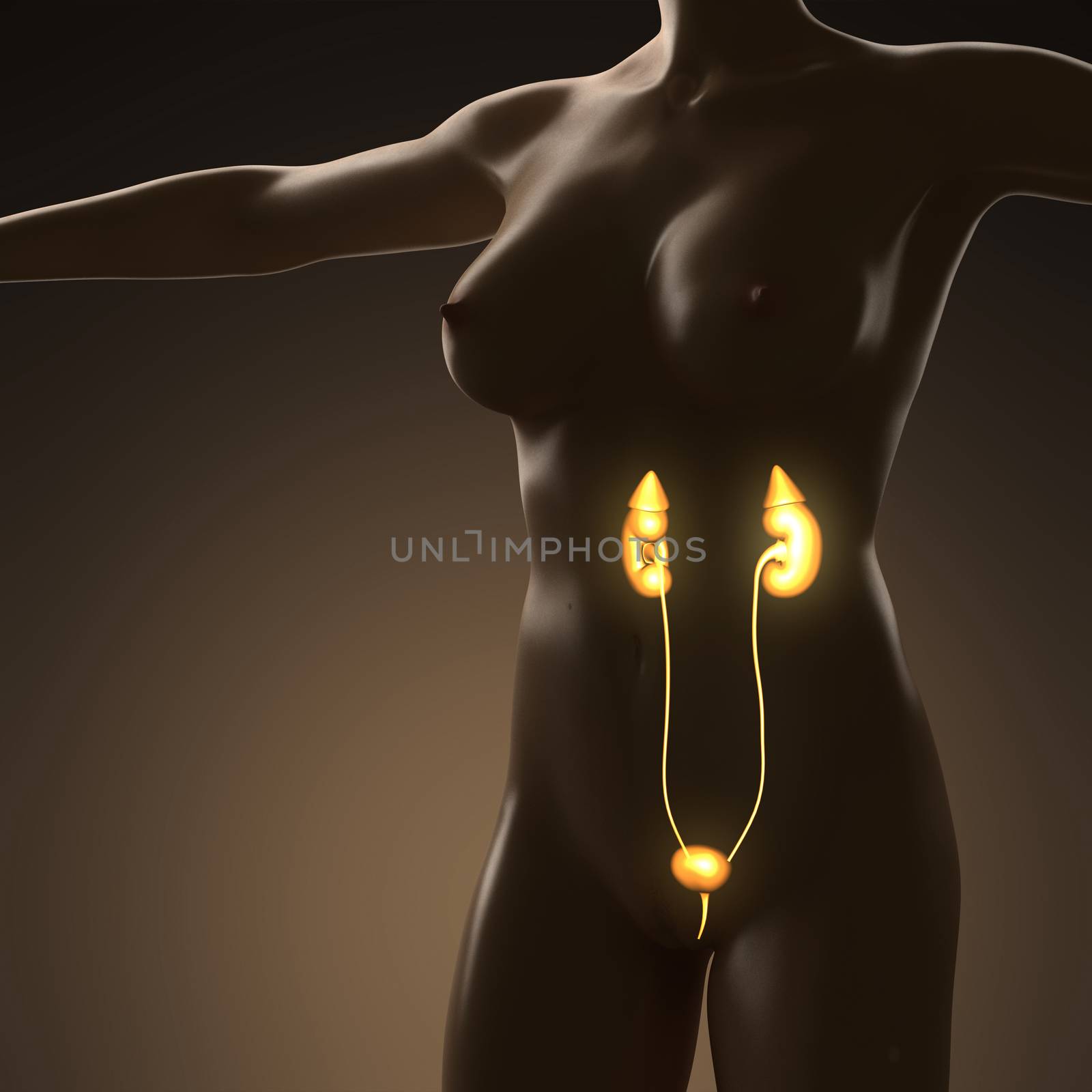 science anatomy of human body with glow kidney by icetray