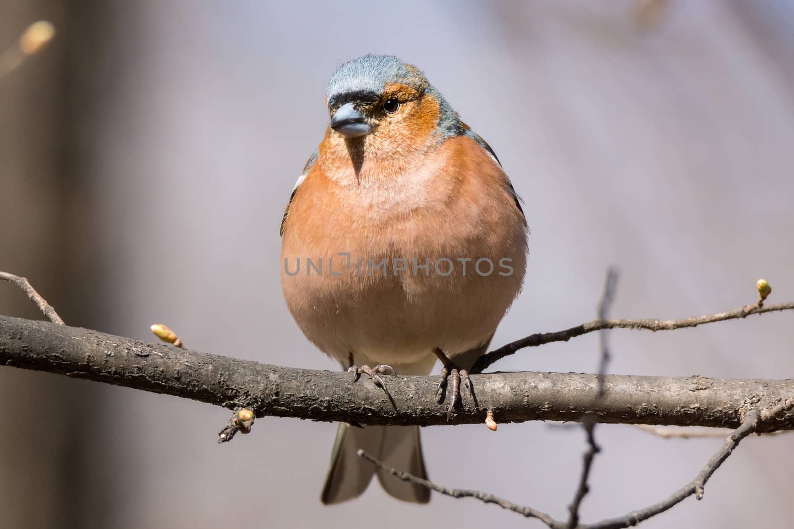 The photo depicts a finch on a branch