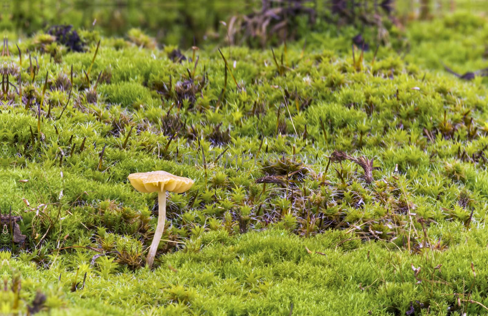 Small mushroom in forest moss, closeup by Kidza