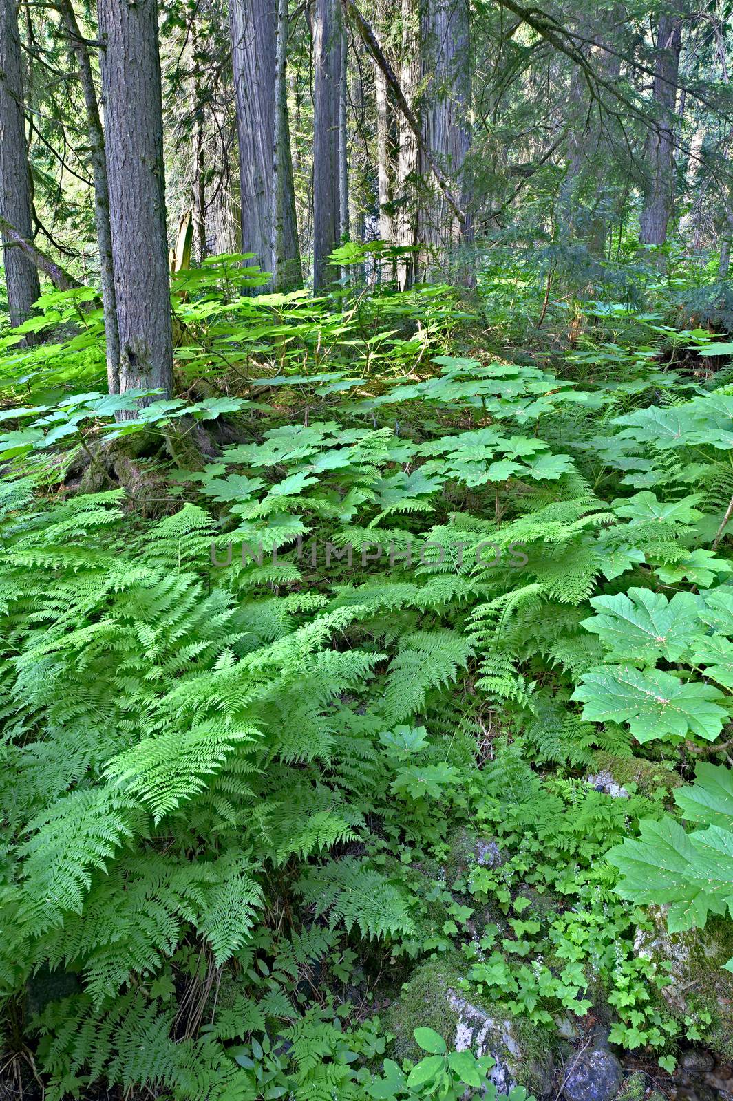 Lush green cold rain forest in Mount Revelstoke National Park, Canada.