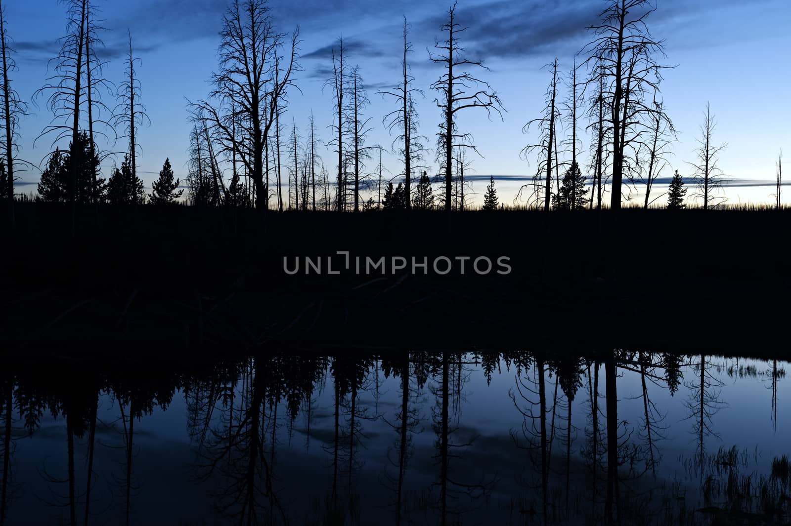 Silhouet reflection in a pond in Yellowstone National Park, after sunset.