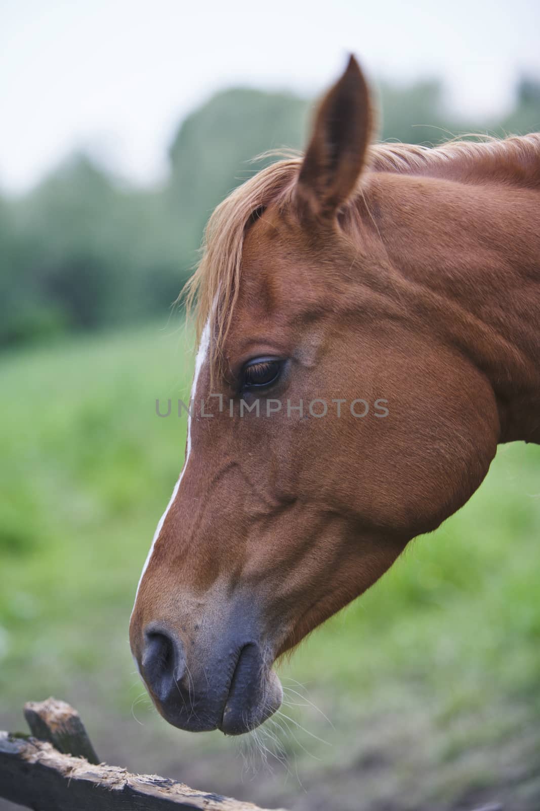 A Brown Horse Looking Over a fence, countryside
