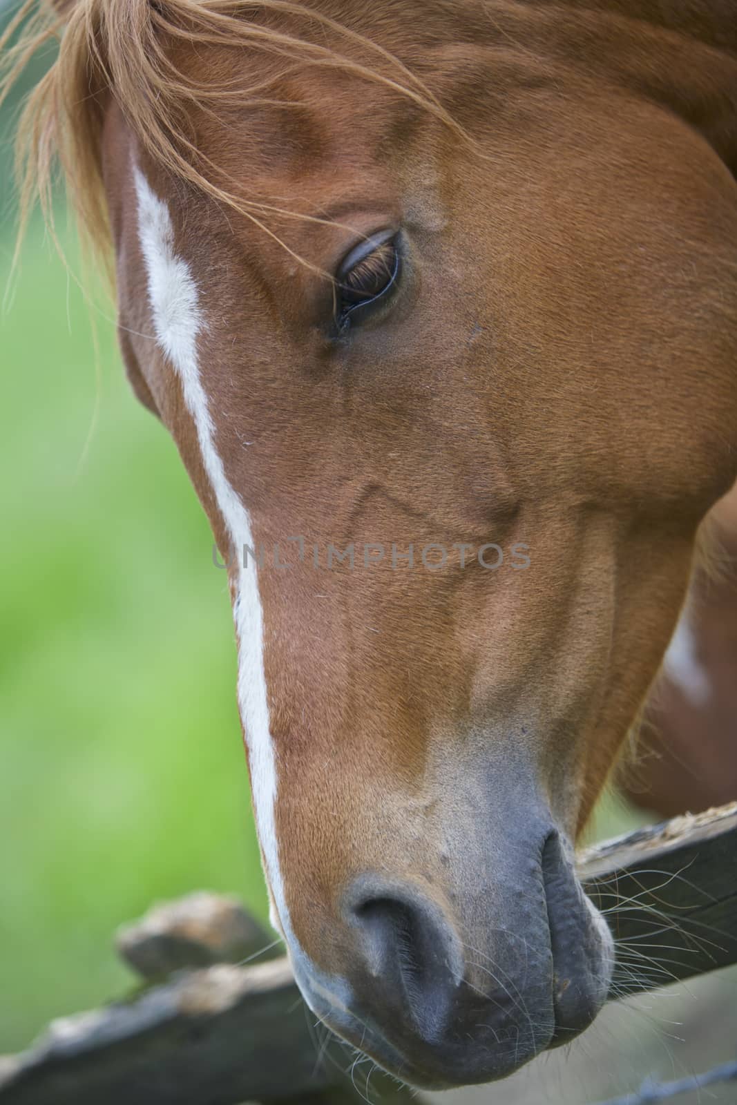 Brown Horse at a fence, countryside scene