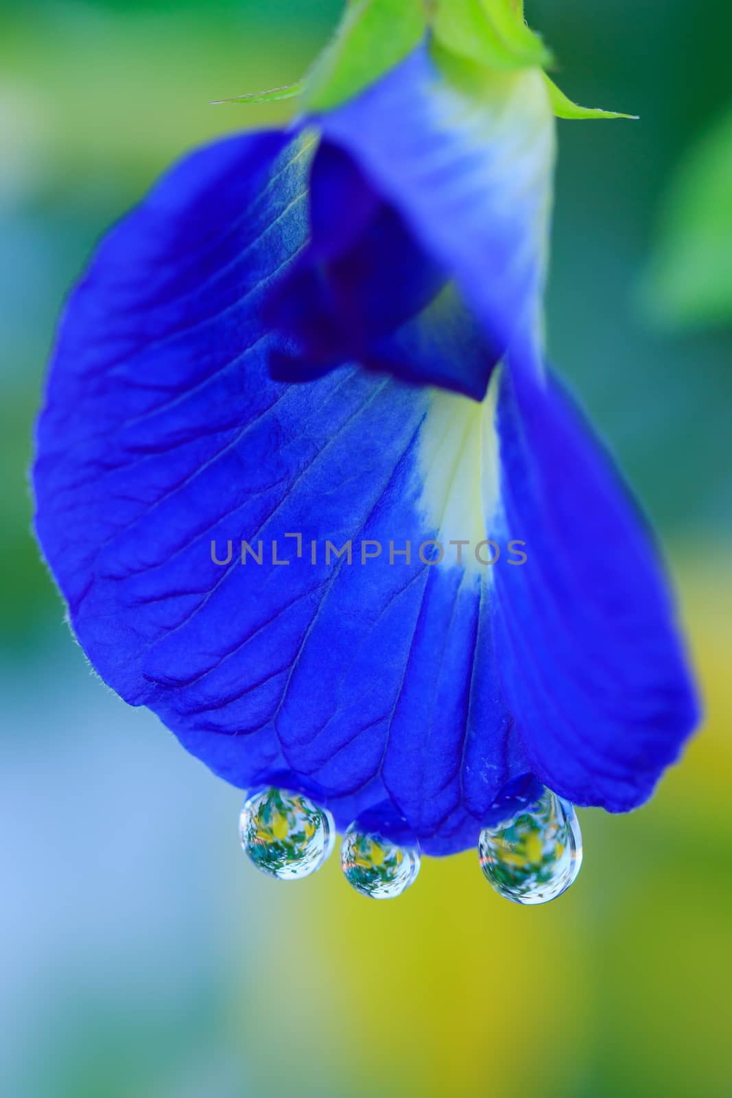 Butterfly pea, Blue pea with water drop