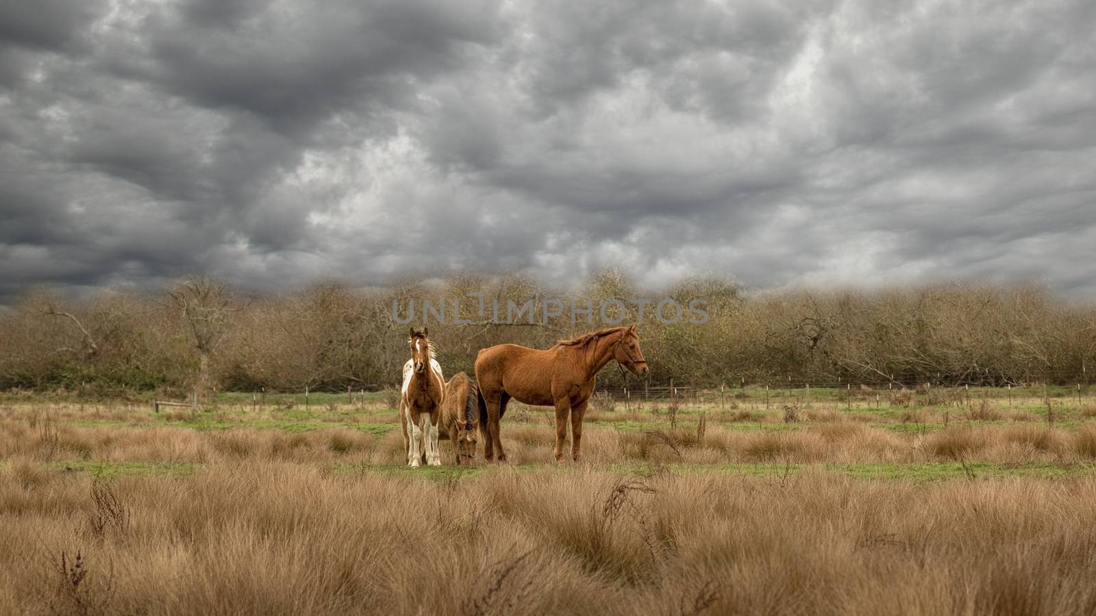 Color Image of three horses grazing in a field under dark clouds.