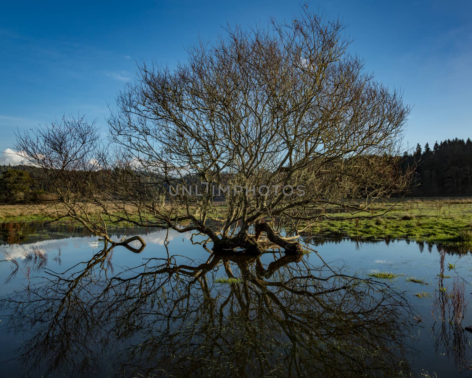 Tree Reflection in Rainwater by backyard_photography