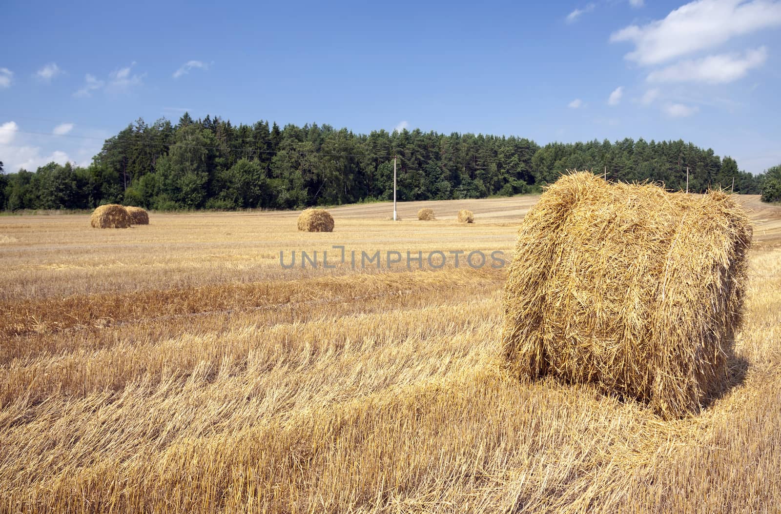 haystacks straw lying in the agricultural field after harvesting cereal