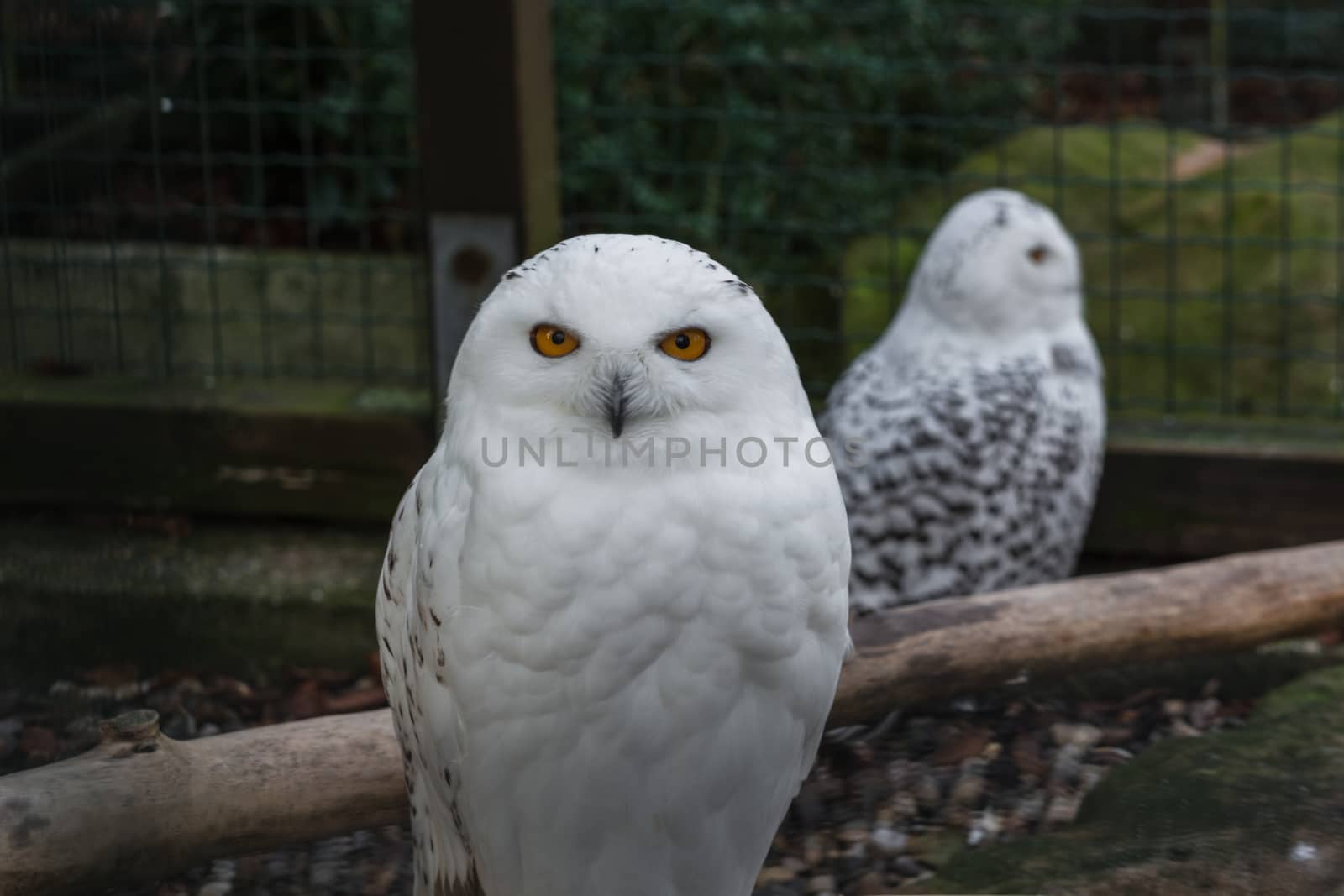 Portrait of a Snowy Owl  by JFsPic