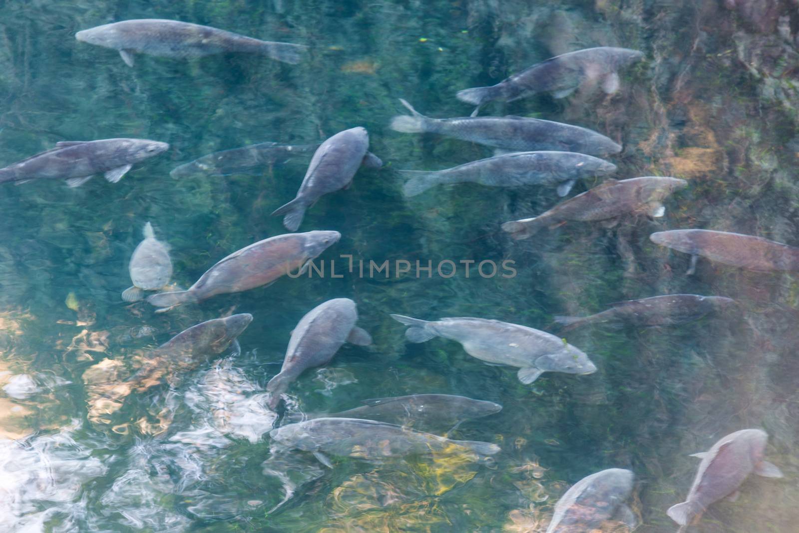 Fish pond with many wild carp on the water surface.