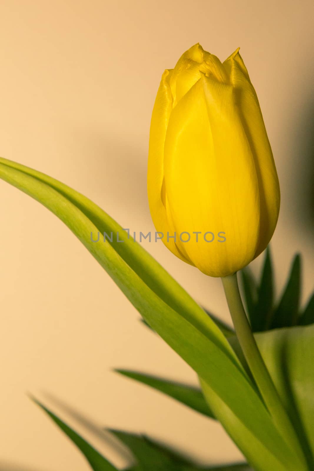 Yellow tulip flowers