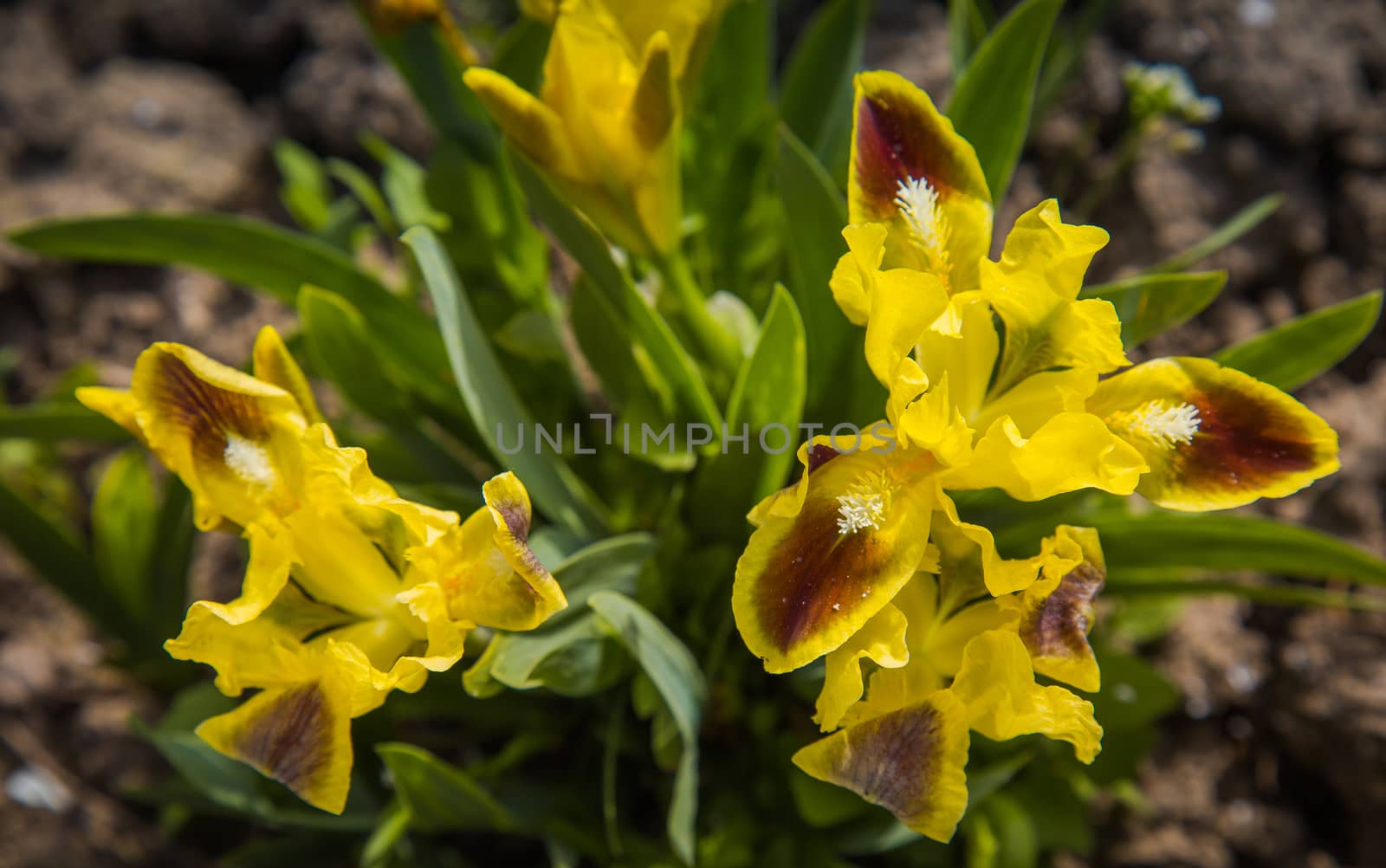 Yellow iris flowers