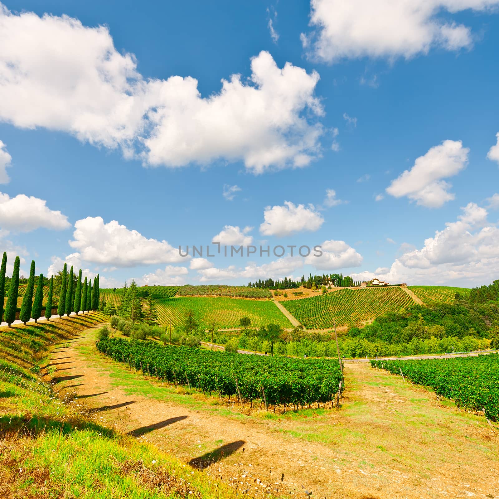 Hill of Tuscany with Vineyards and Cypresses