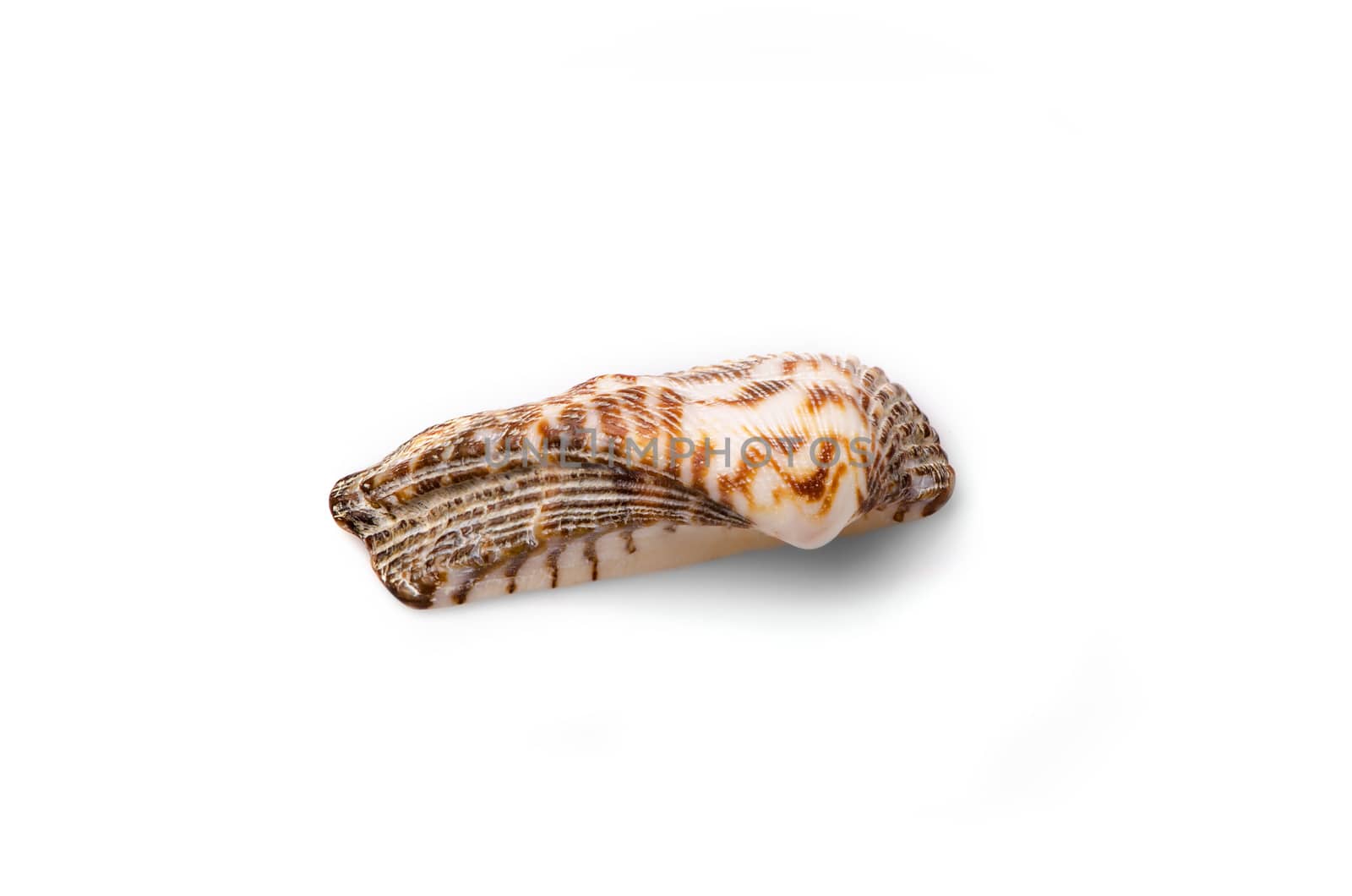 Half of a seashell isolated on white background.