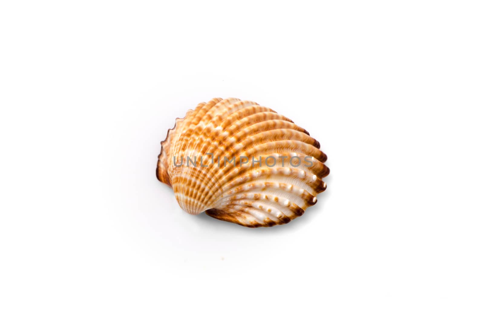 Half of a seashell isolated on white background.