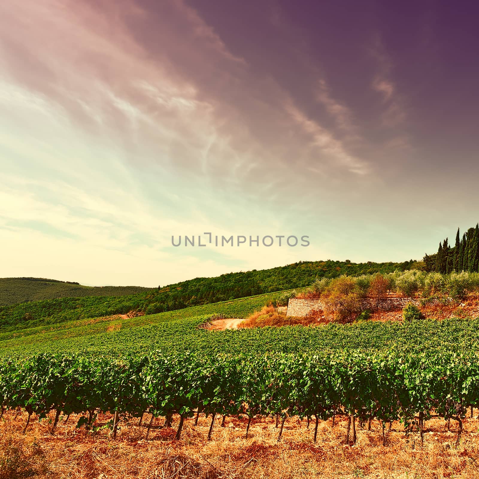 Hill of Tuscany with Vineyard in the Chianti Region at Sunset, Vintage Style Toned Picture