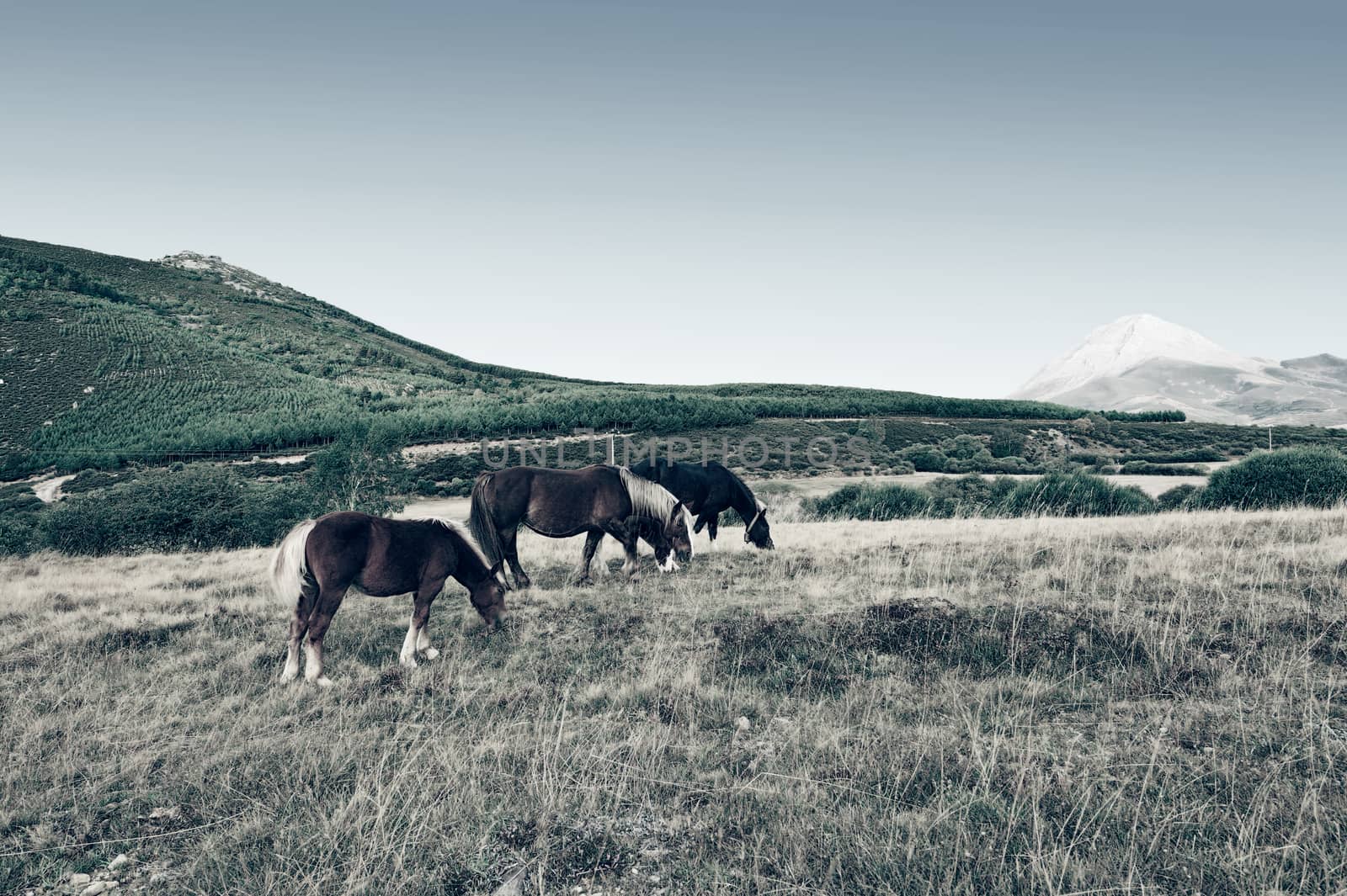 Horses Grazing on a Meadow of the European Peaks in Spain, Vintage Style Toned Picture