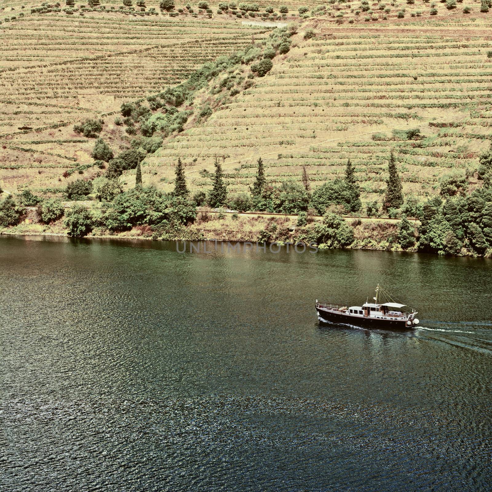 Vineyards in the Valley of the River Douro, Portugal, Vintage Style Toned Picture