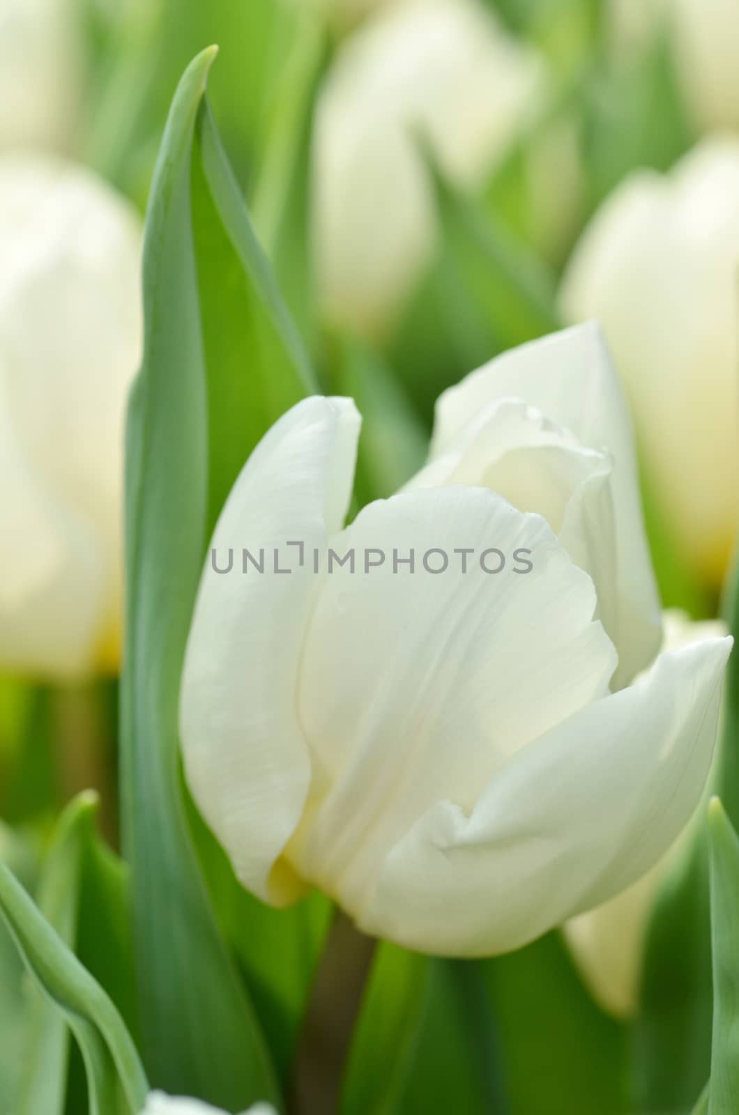 Beautiful close up of tulips in Gardens by the Bay, Singapore