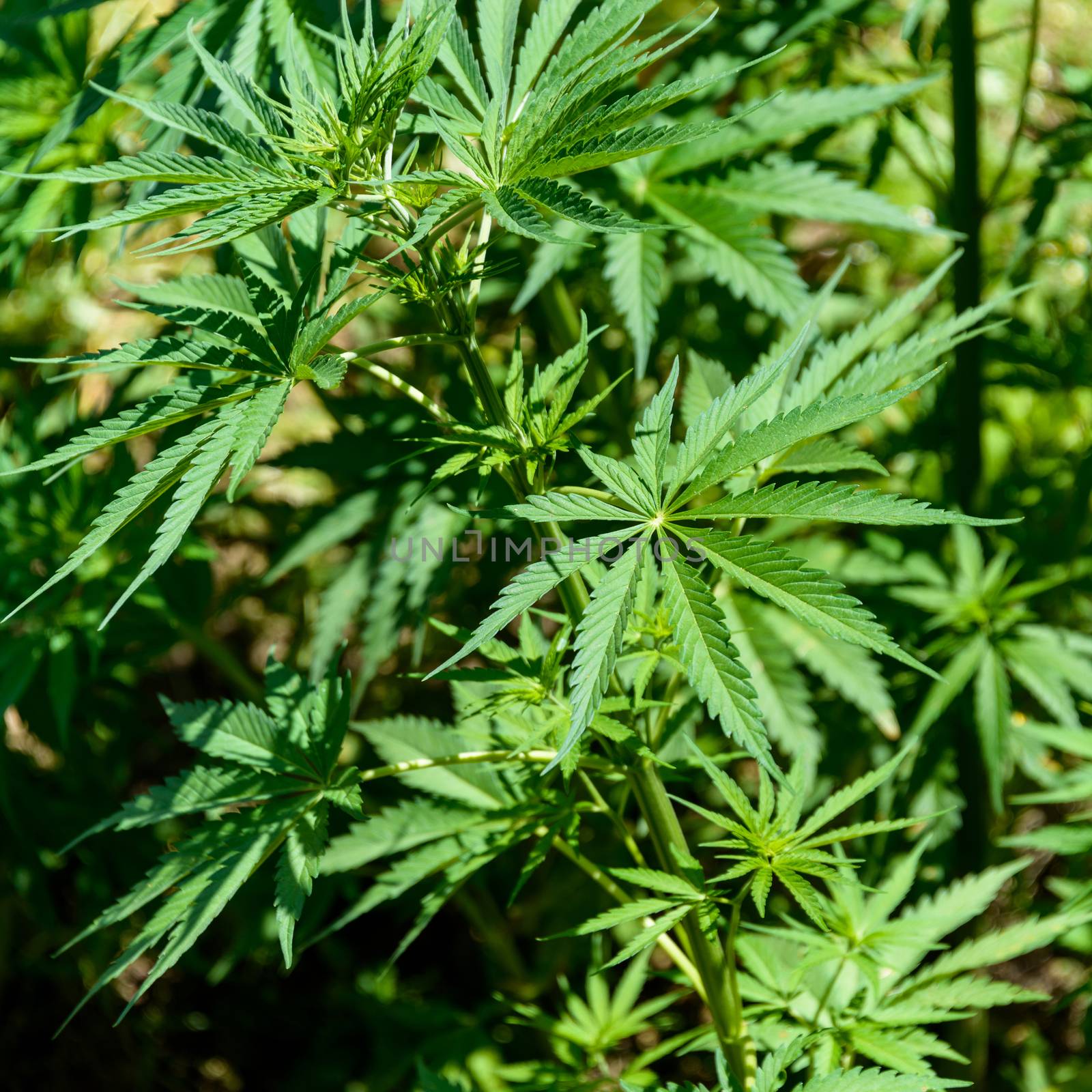 Cannabis plant detail growing as weed in Nepal