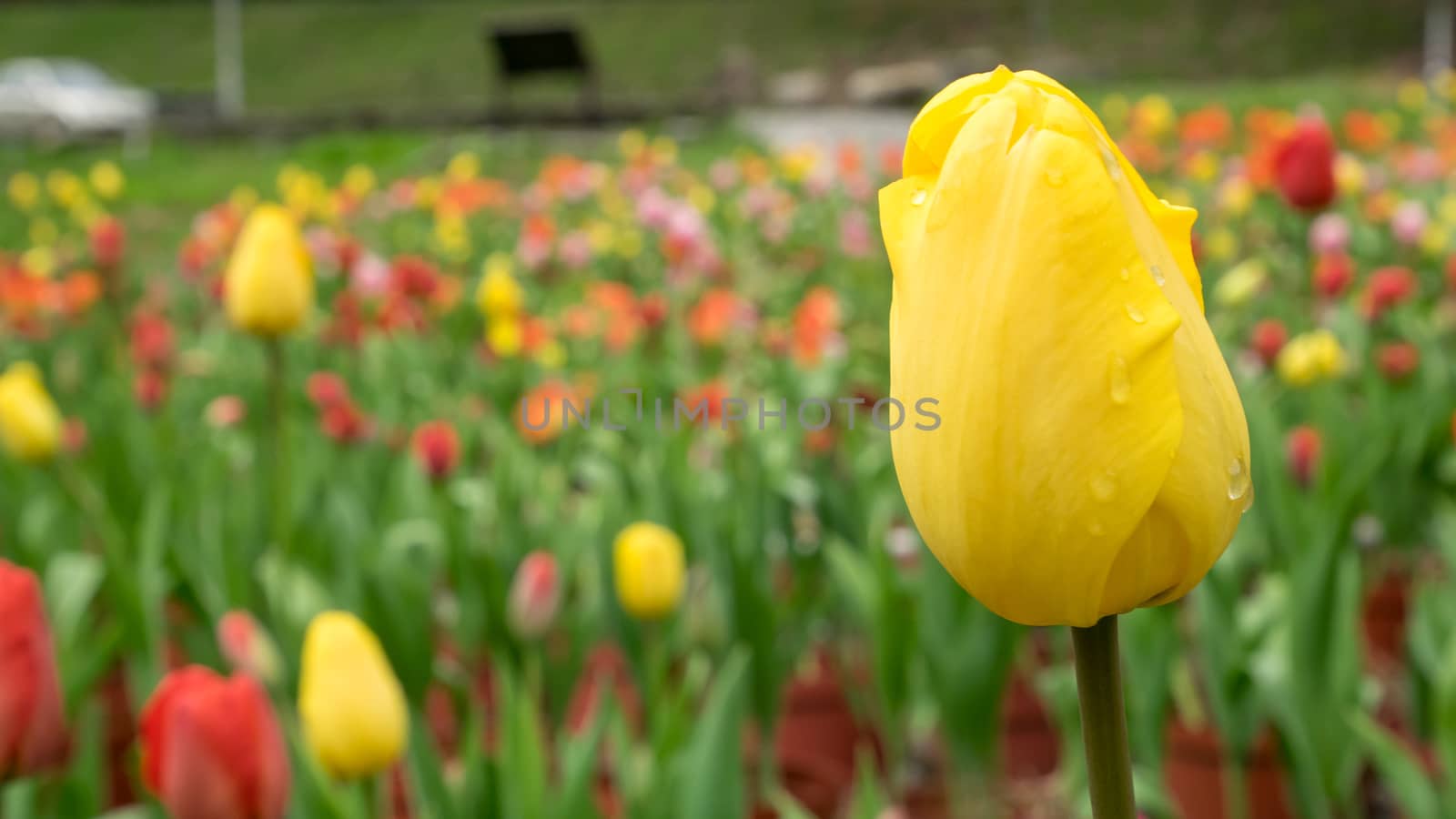 The group of beautiful yellow tulip flower at the garden in the morning.