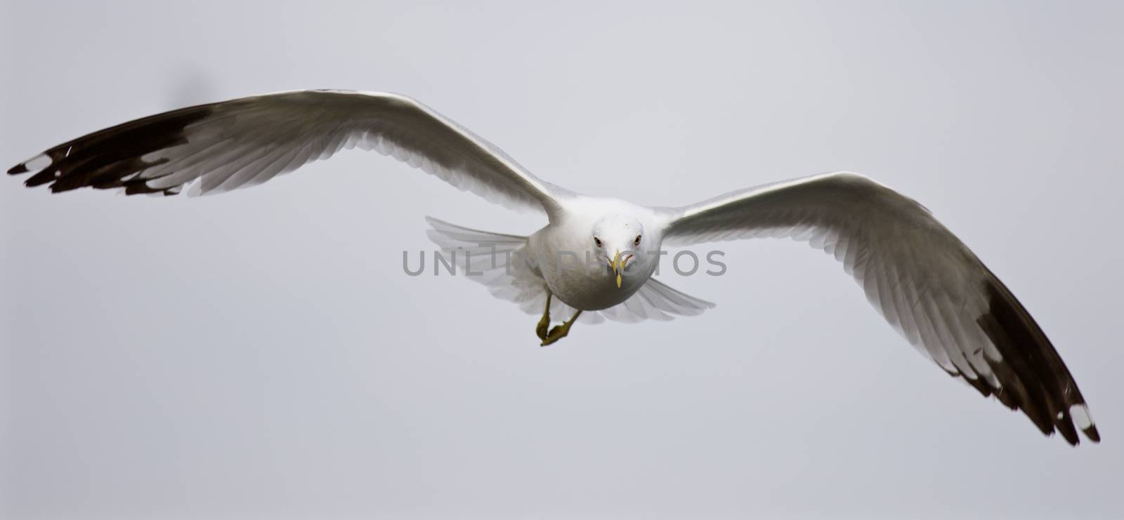 Beautiful isolated photo of the flying gull by teo