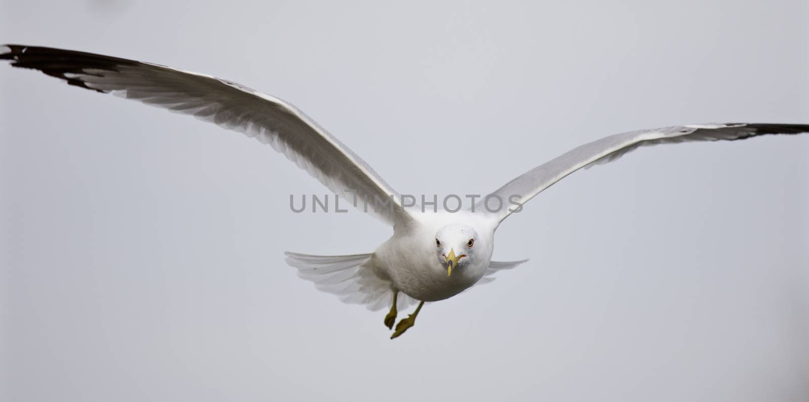 Beautiful isolated picture of the flying gull by teo