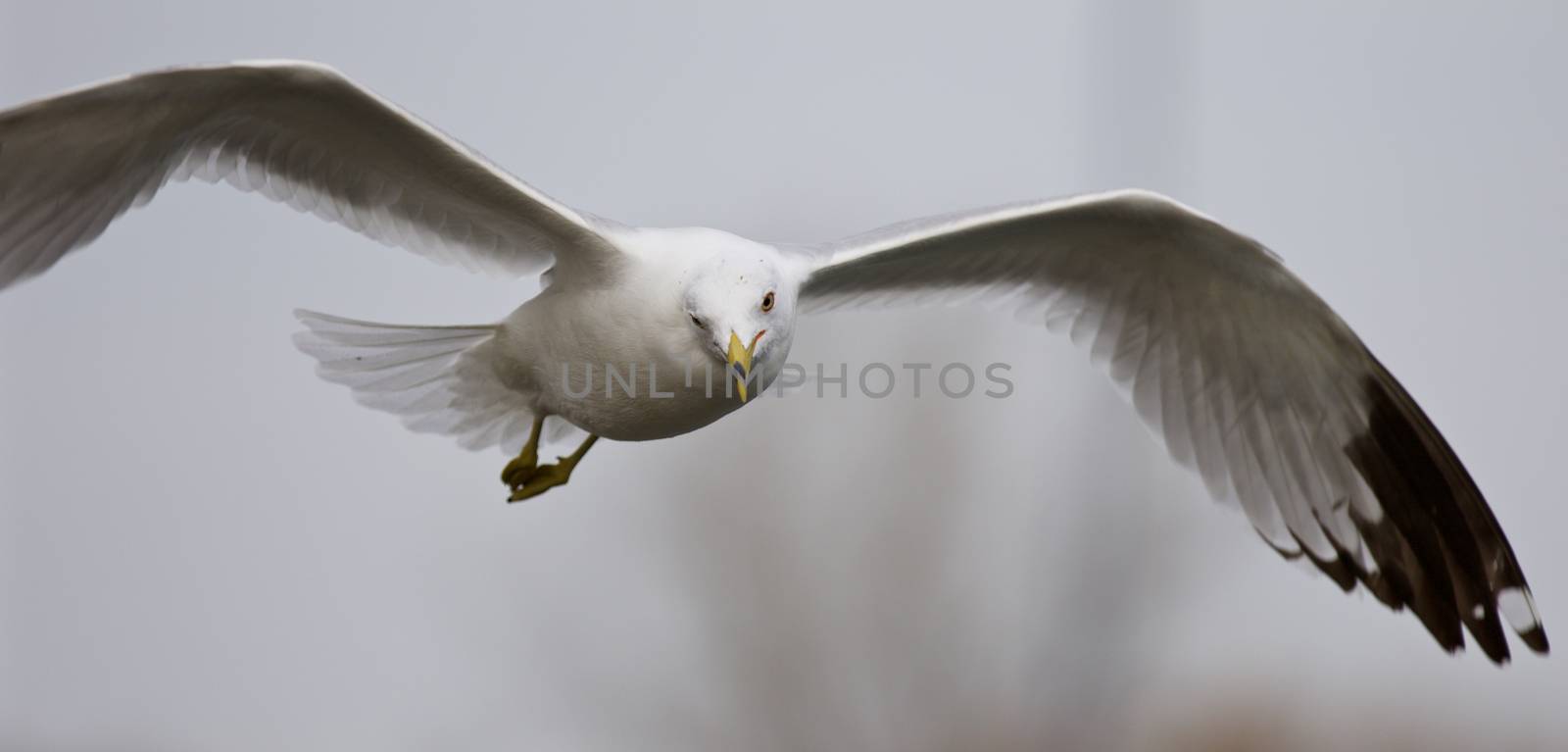 Beautiful isolated image with the flying gull by teo