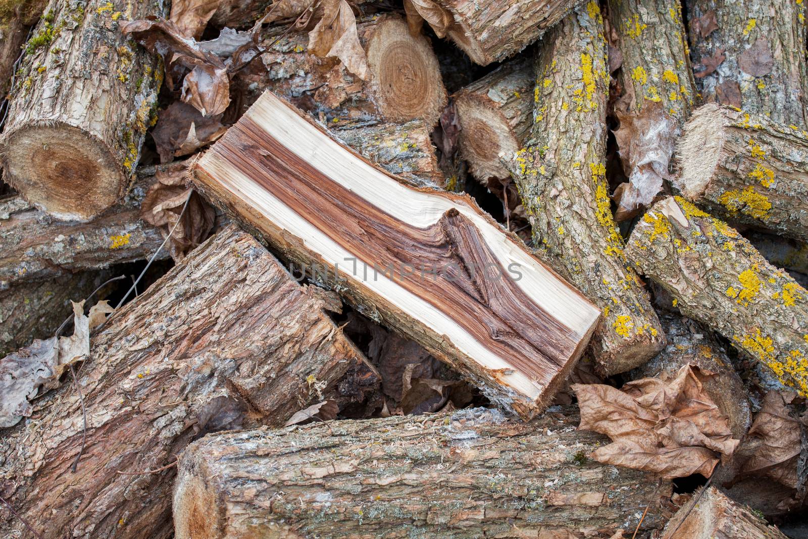 pile of logs by nejuras