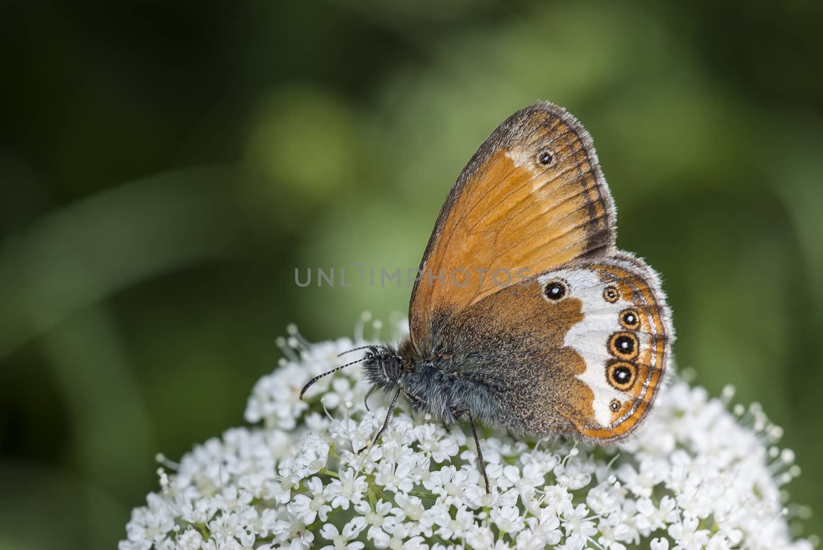 Pearly Heath (Coenonympha arcania) butterfly drinking nectar.