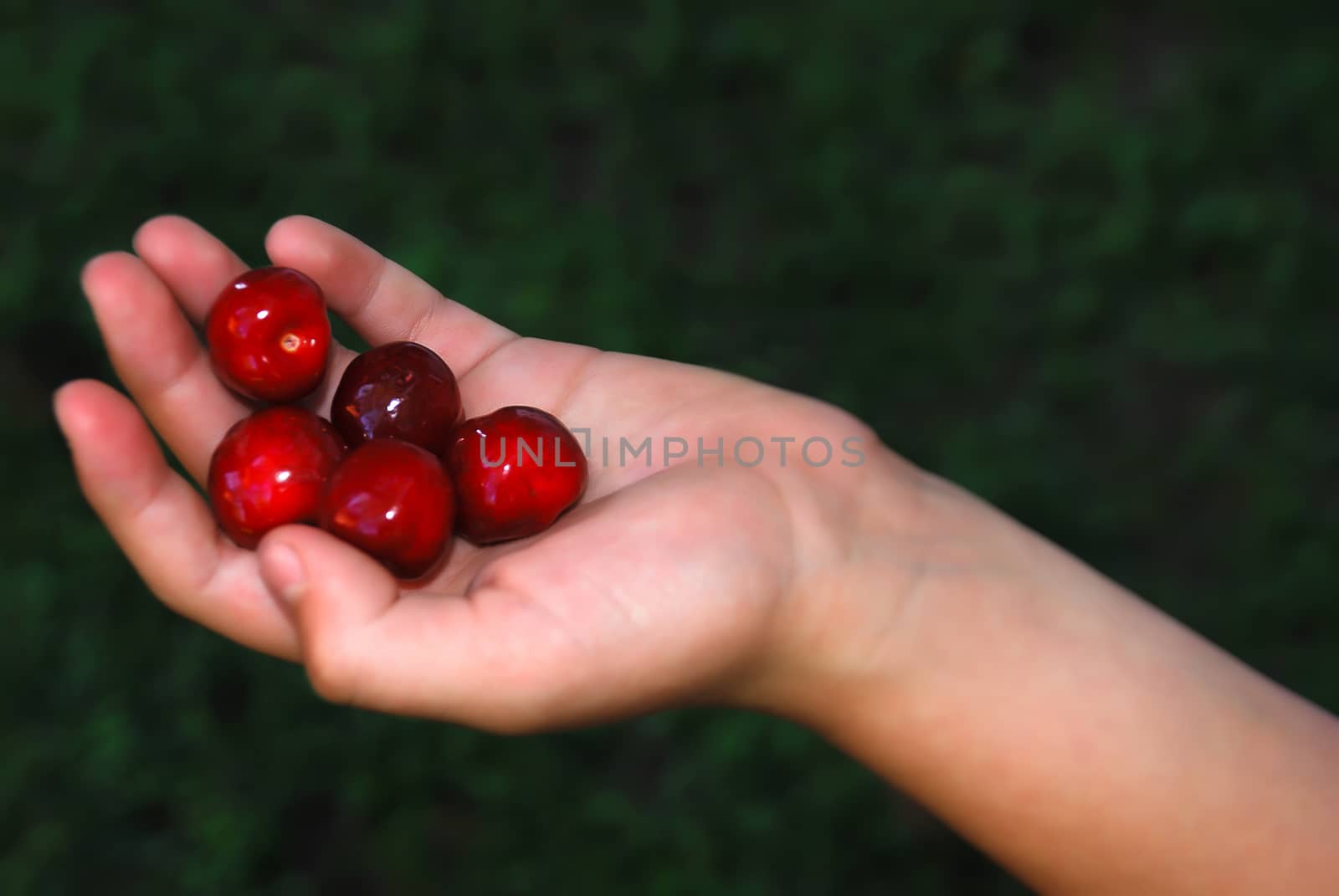 Five cherries in a hand against dark green blurry background