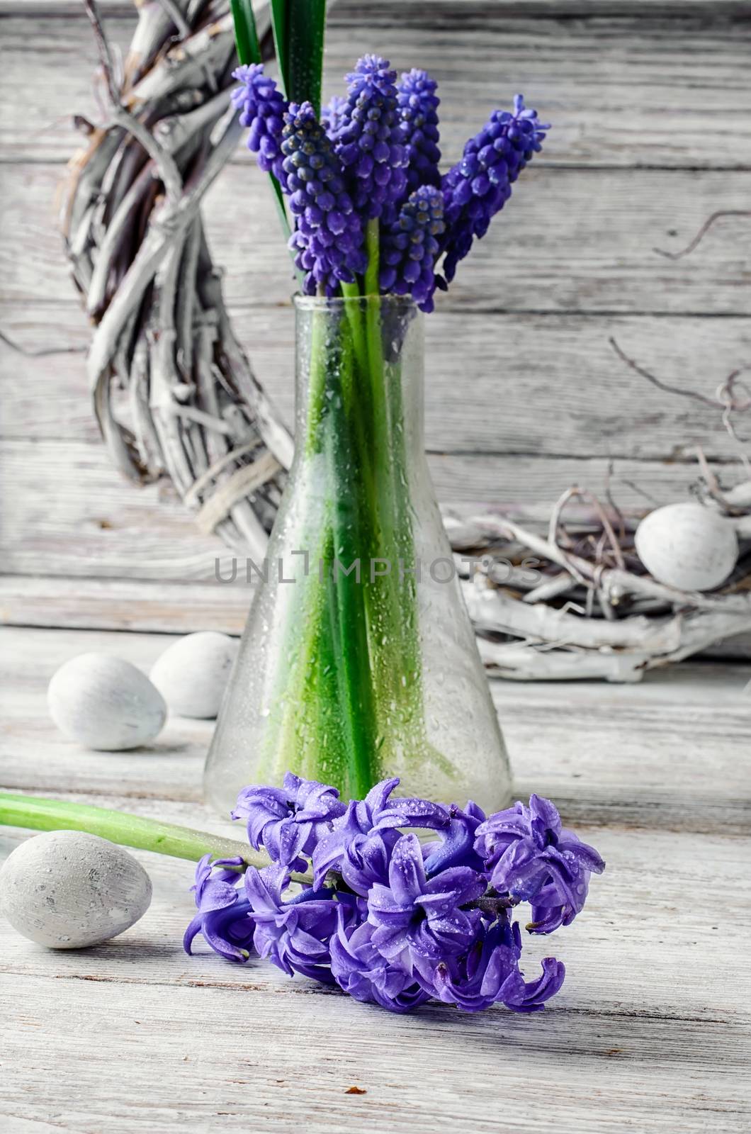 Cut branches of hyacinths in glass flask.Photography in a light tone