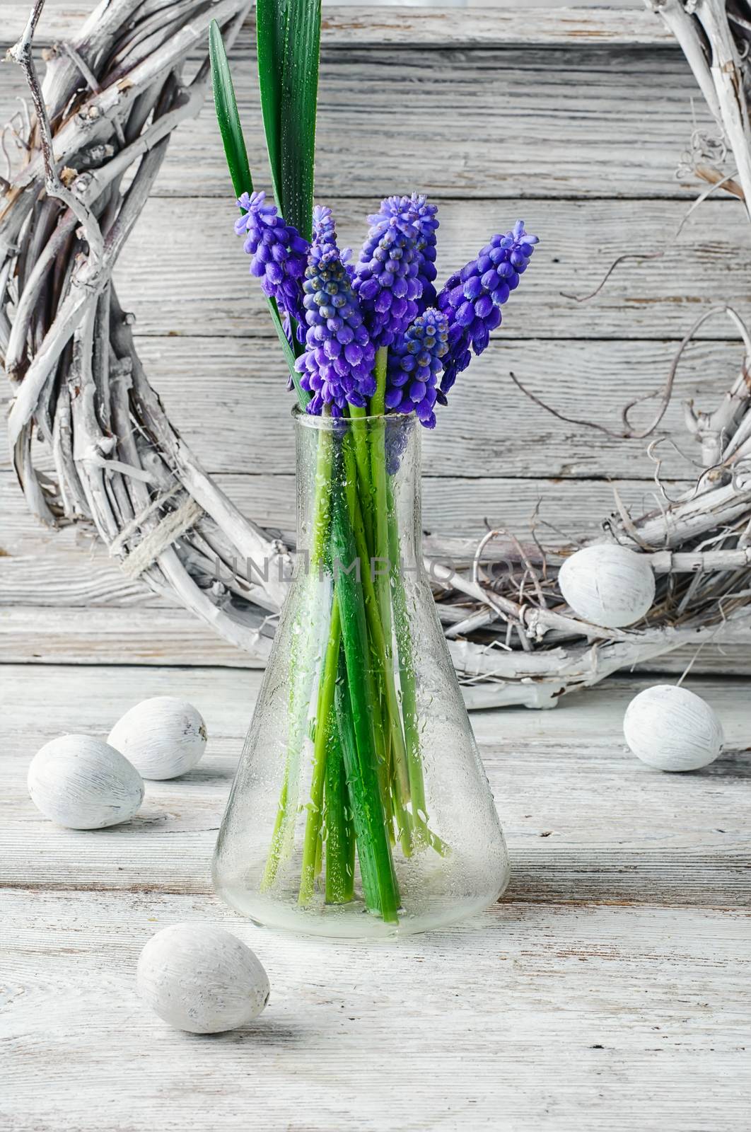 Cut branches of hyacinths in glass flask.Photography in a light tone